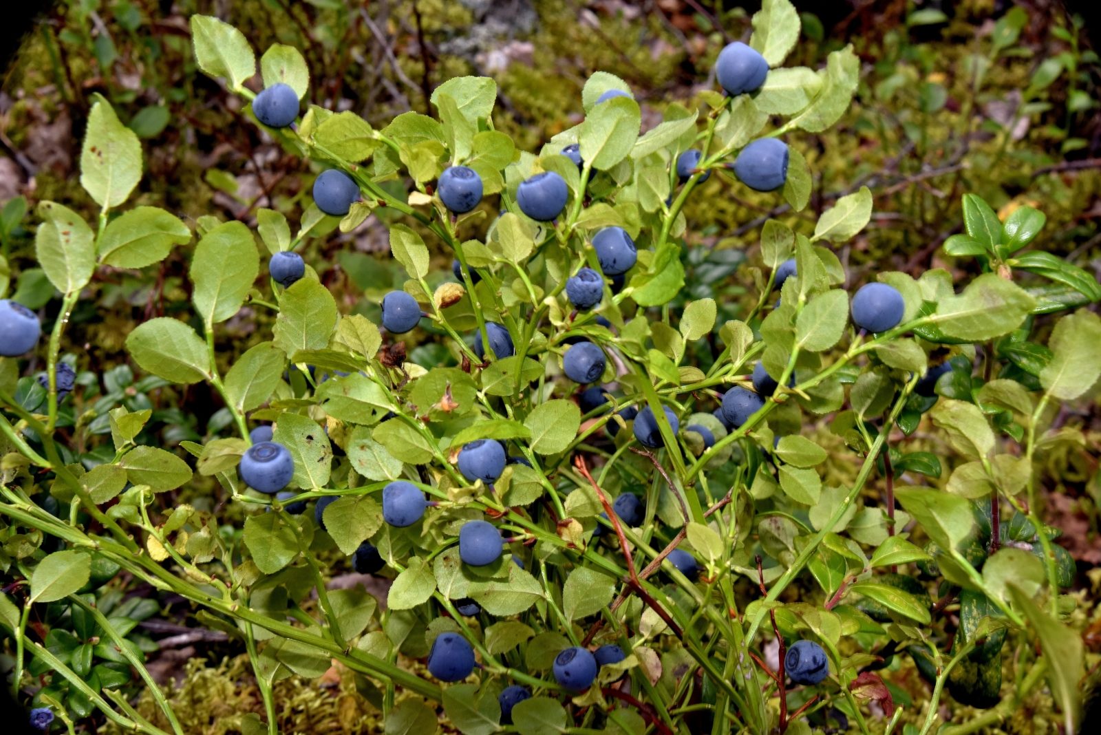 Valokuvaaja: Reijo Juurinen