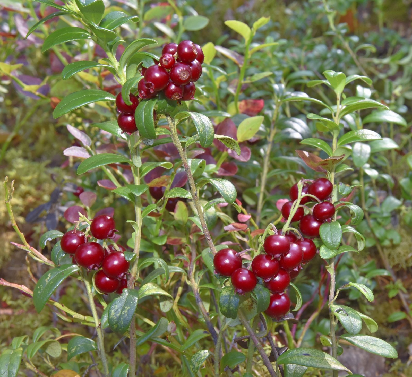 Valokuvaaja: Reijo Juurinen