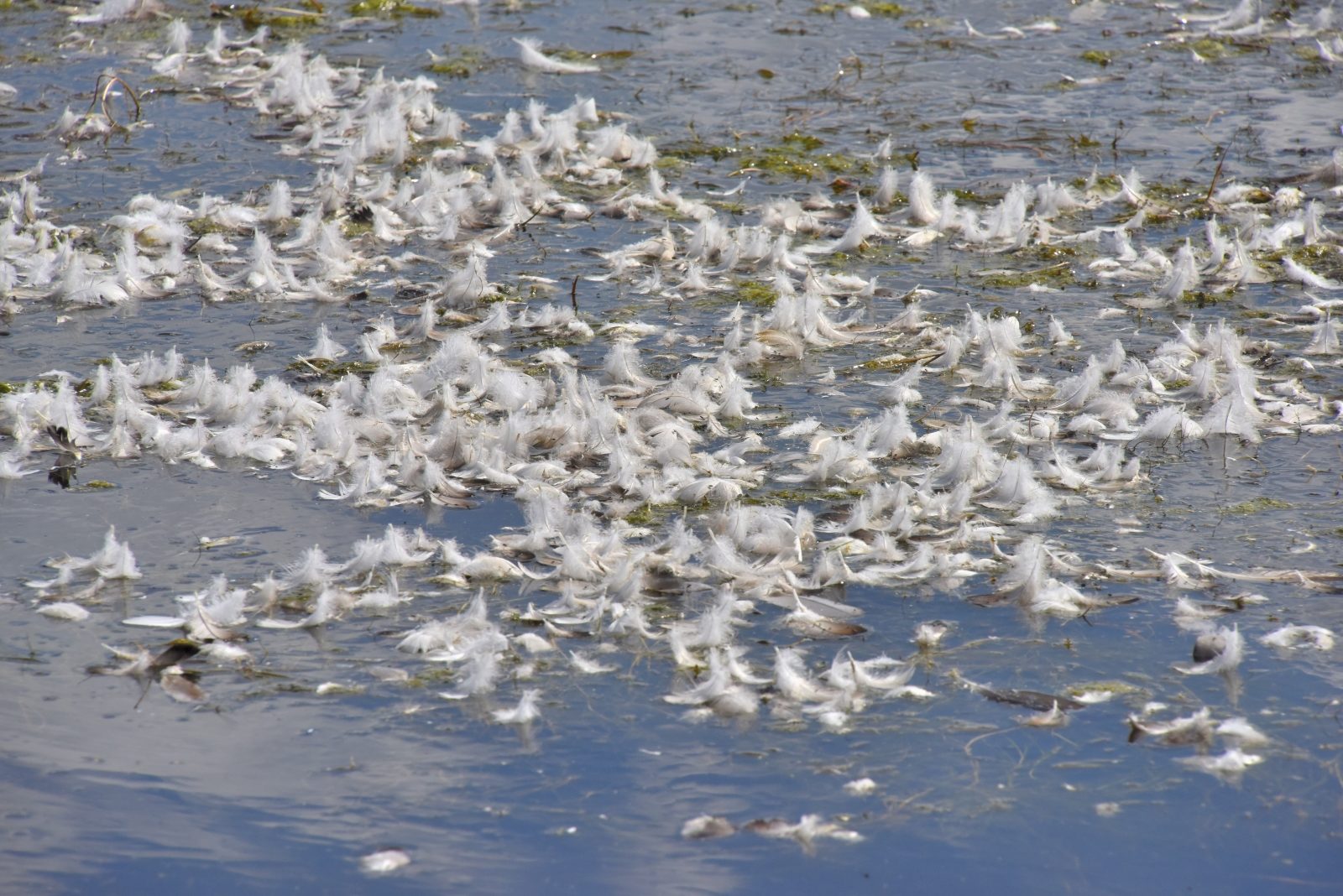 Valokuvaaja: Reijo Juurinen