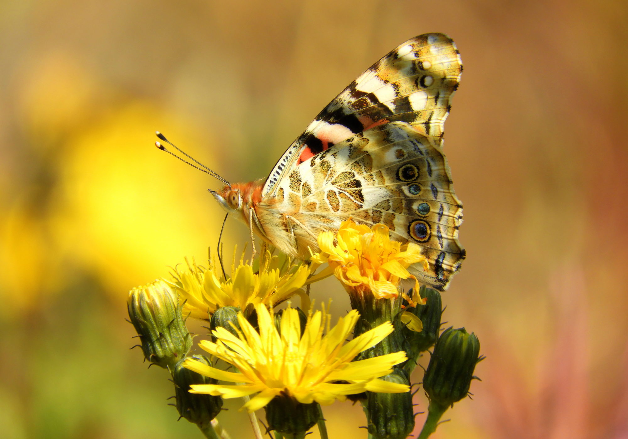 Valokuvaaja: Netta H