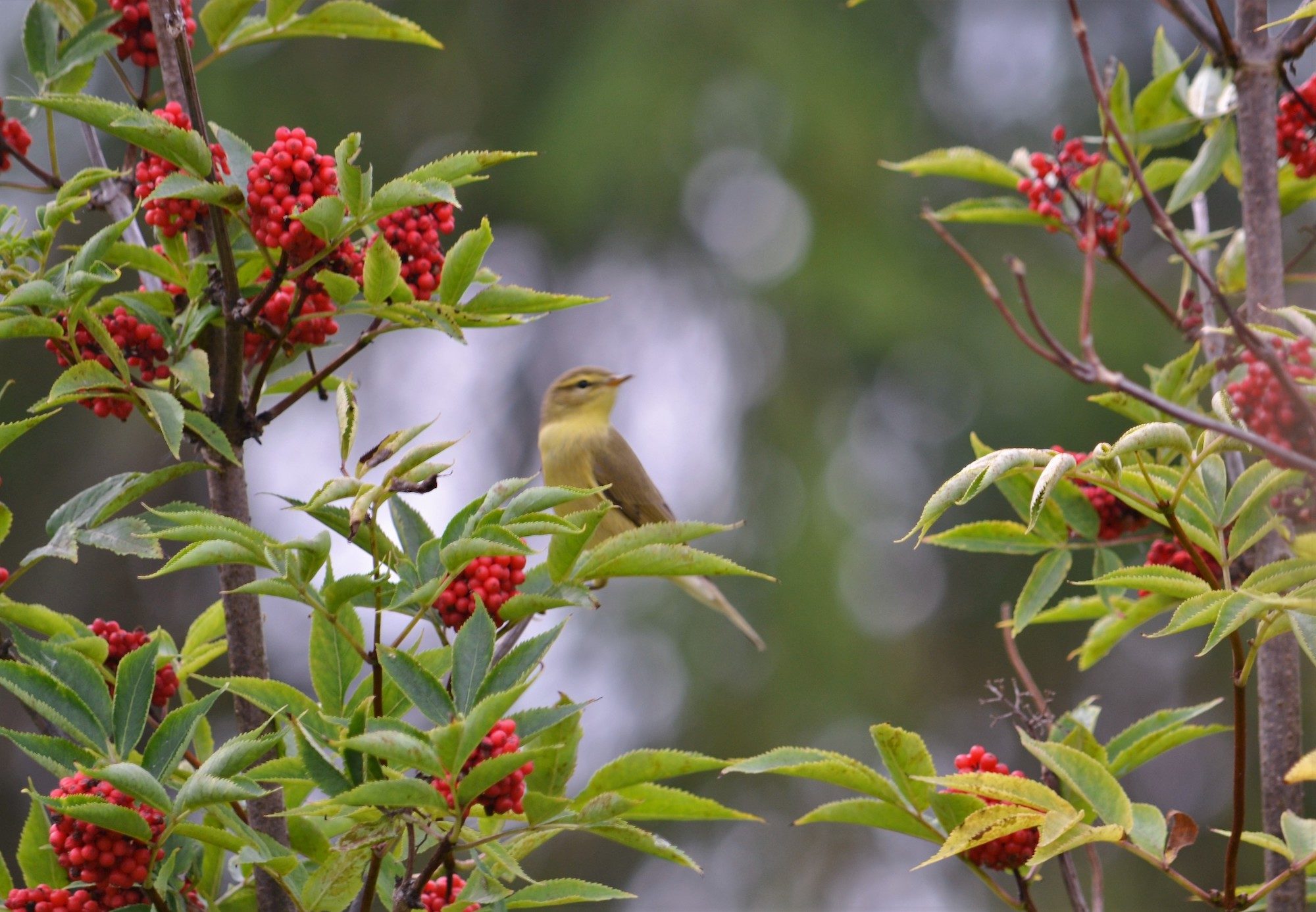 Valokuvaaja: Satu Välimaa