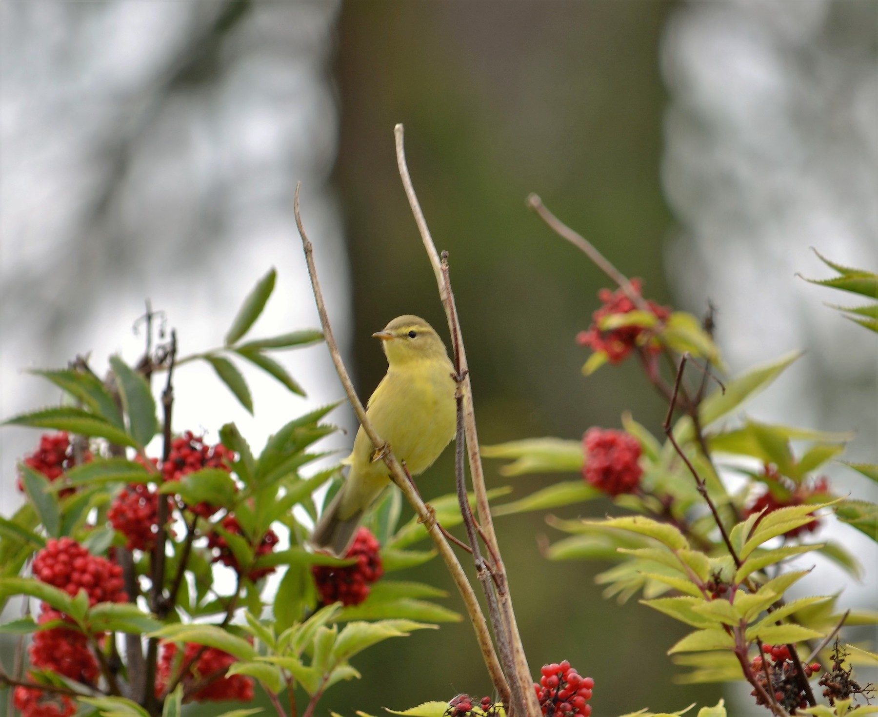 Valokuvaaja: Satu Välimaa