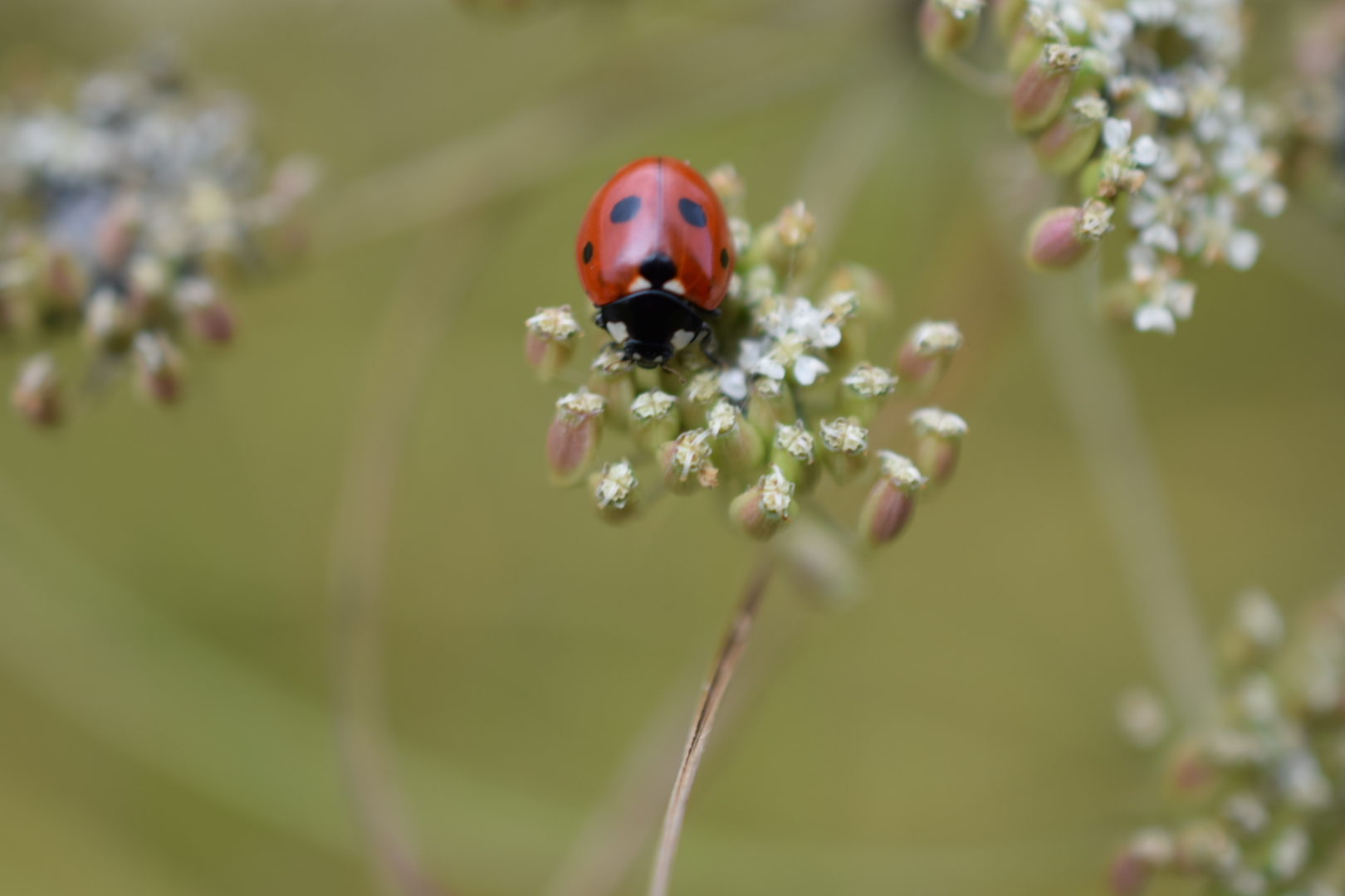 Valokuvaaja: Anne Hartikainen Valokuvaaja: Anne Hartikainen