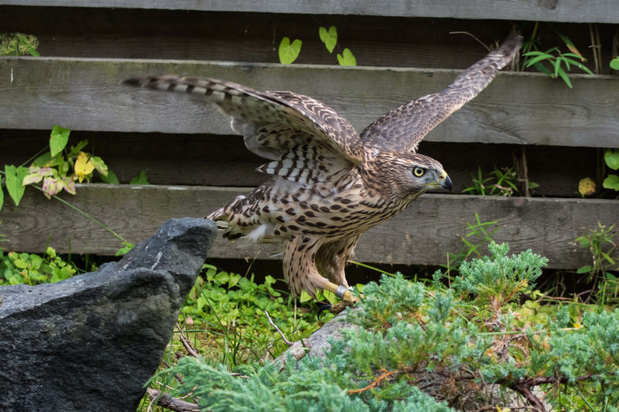 Valokuvaaja: Paavo Siukonen Valokuvaaja: Paavo Siukonen