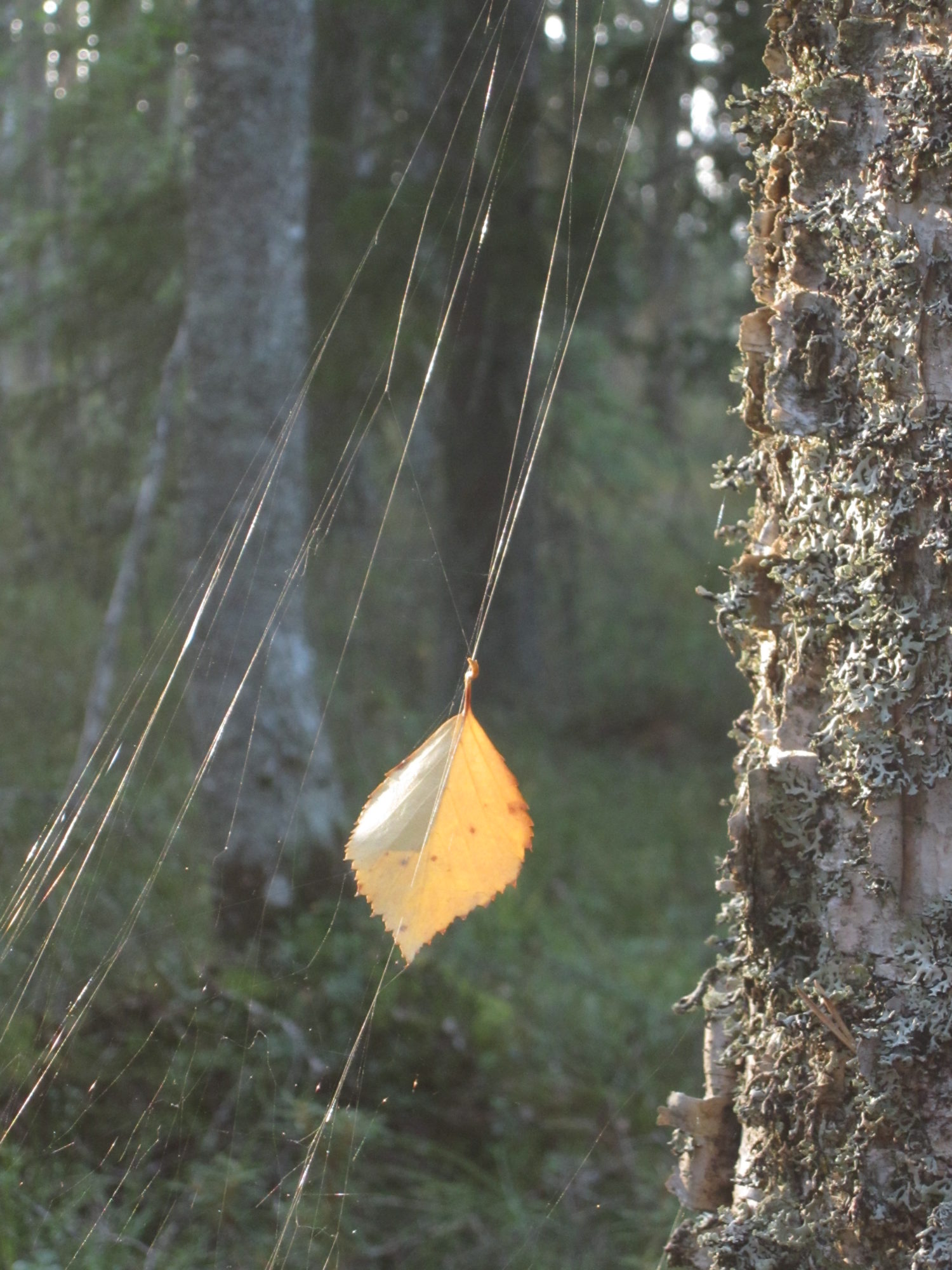 Valokuvaaja: Marita Portin