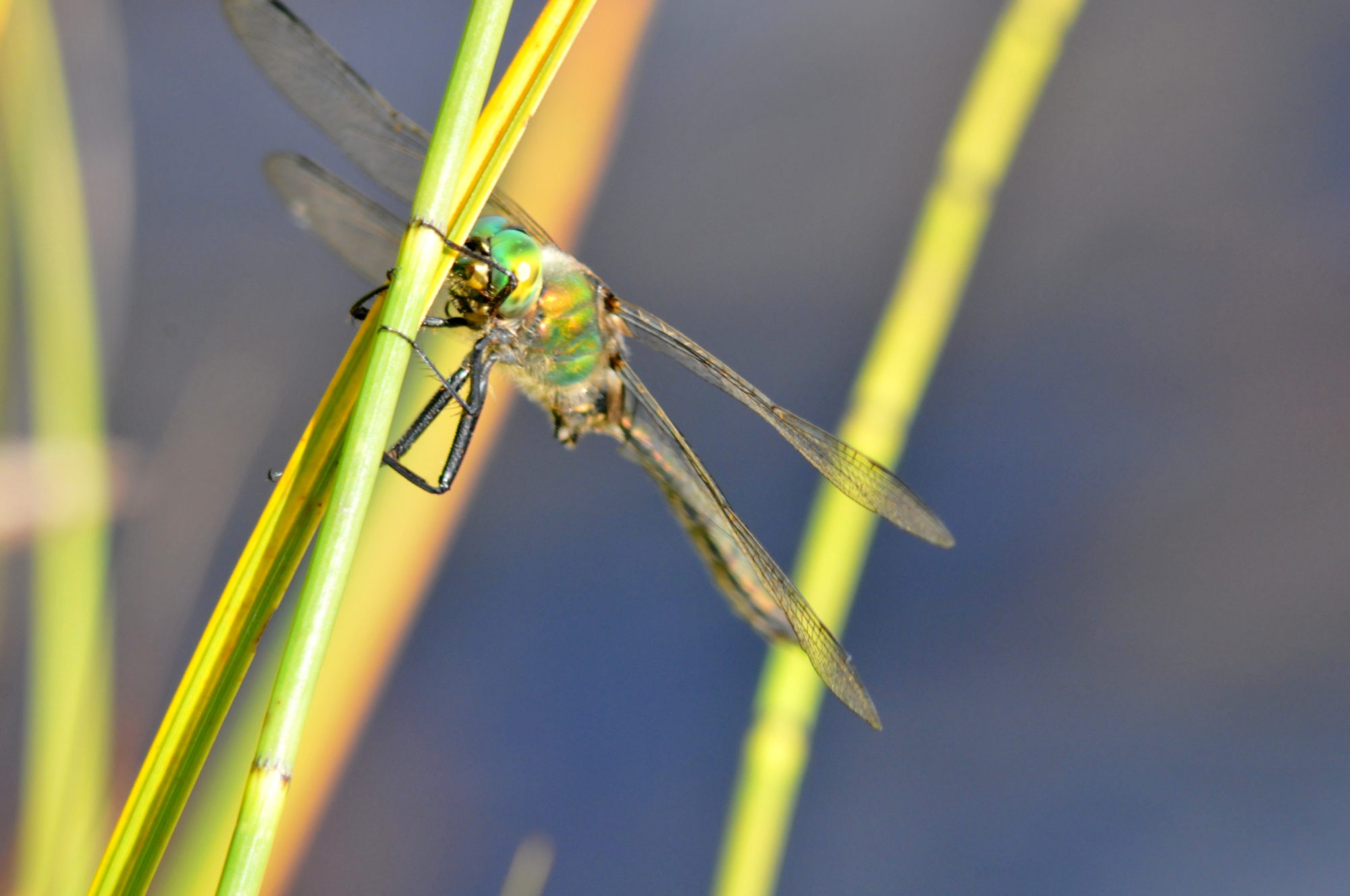 Valokuvaaja: Kaarlo Asikainen