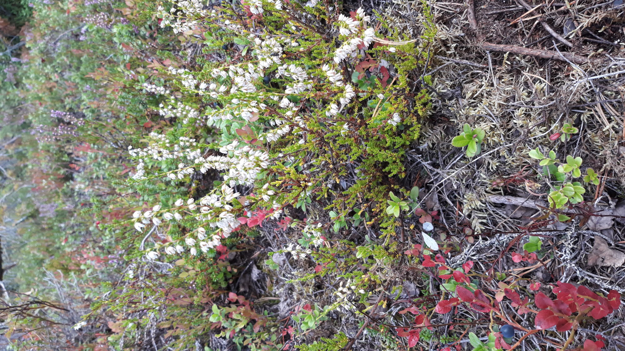 Valokuvaaja: Hannele Viitanen