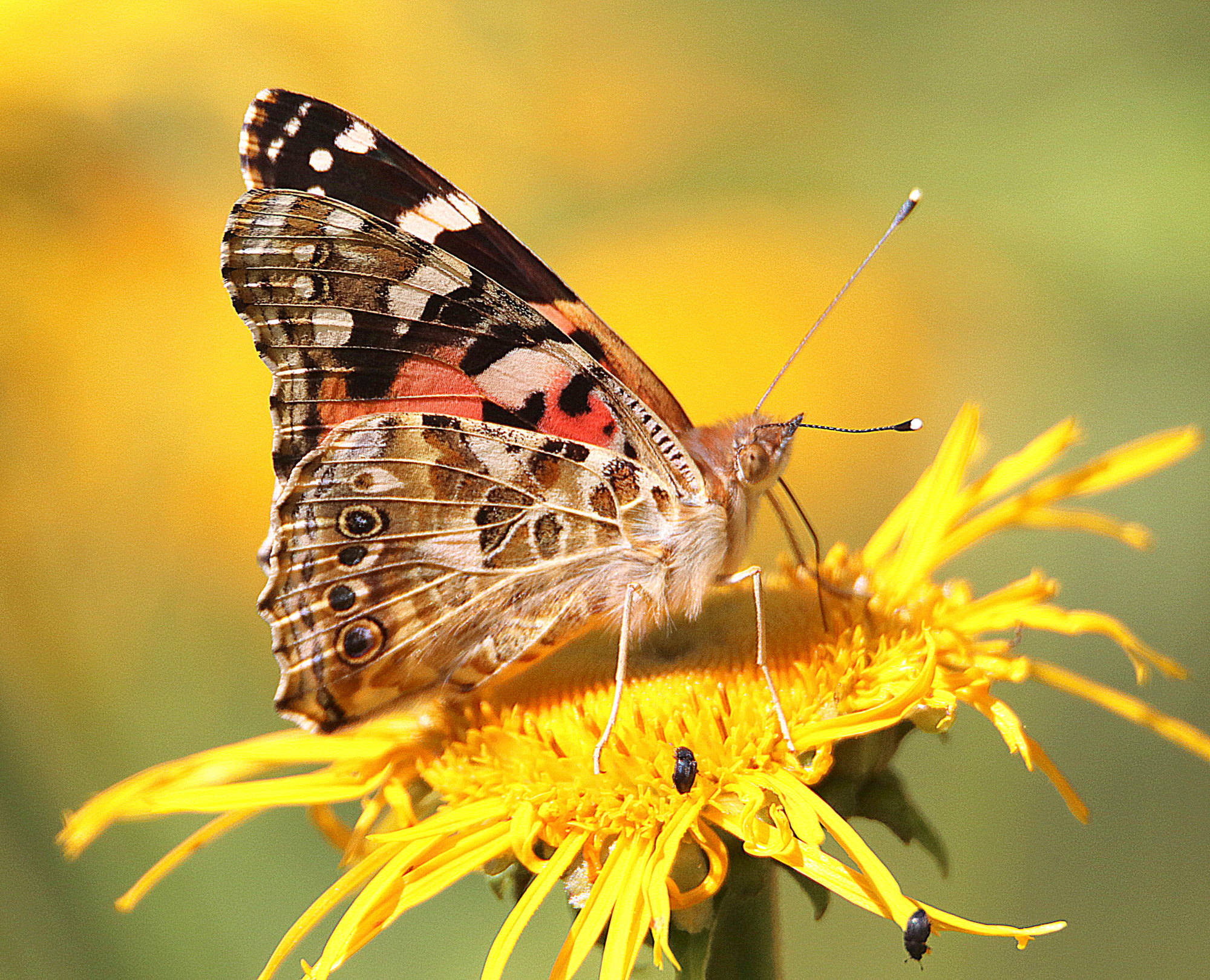 Valokuvaaja: Irja Lehtinen