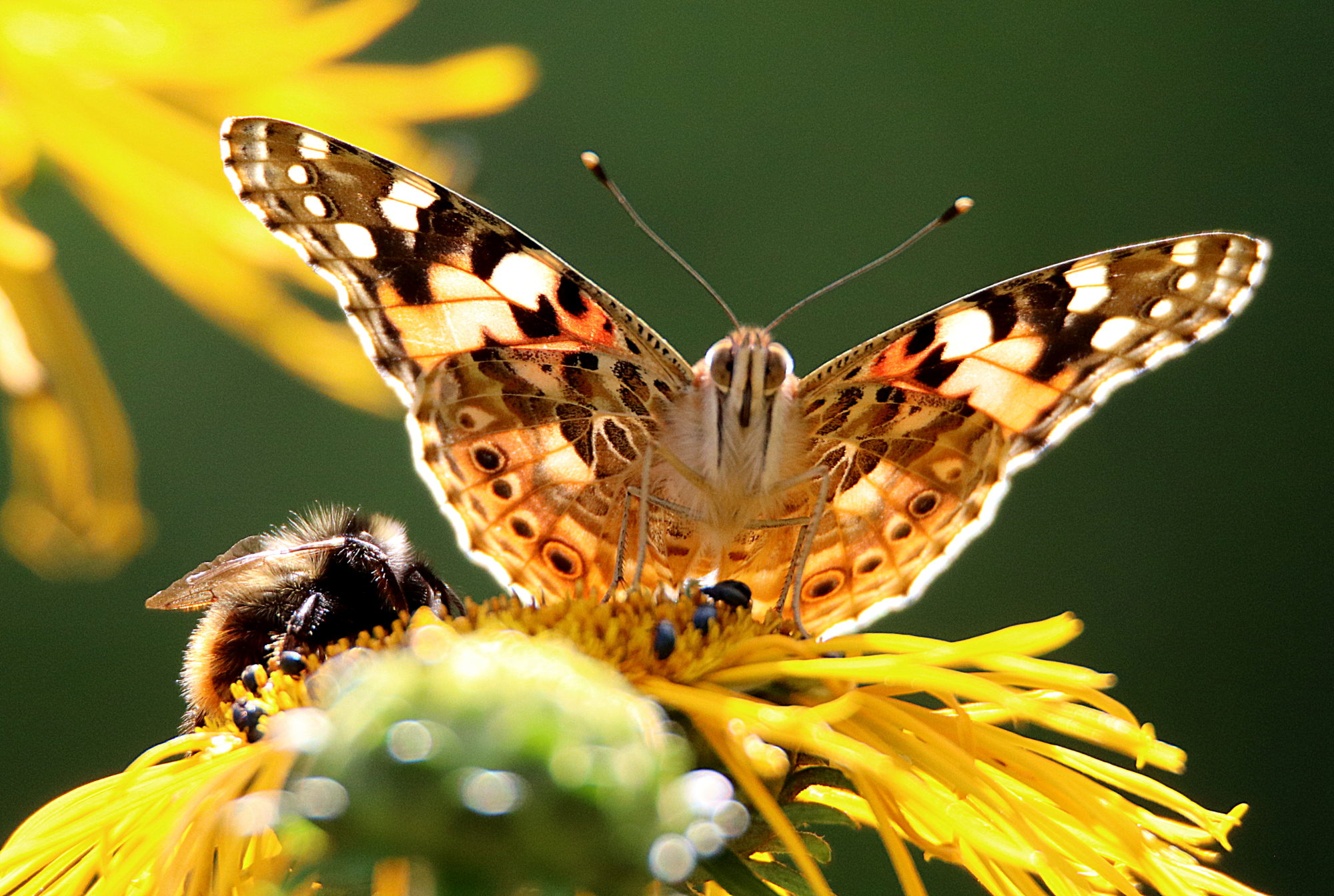 Valokuvaaja: Irja Lehtinen