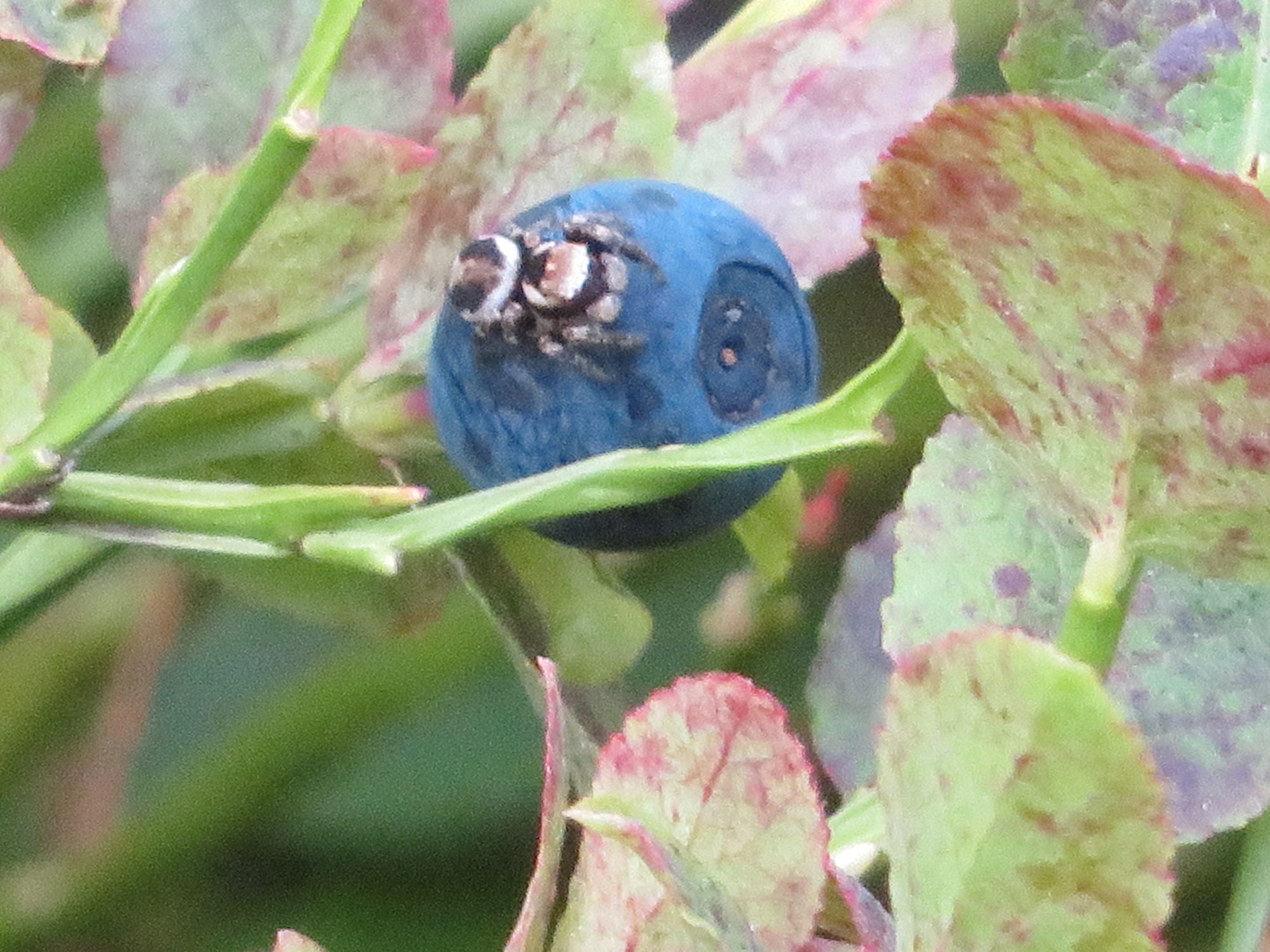 Valokuvaaja: Risto Kangassalo