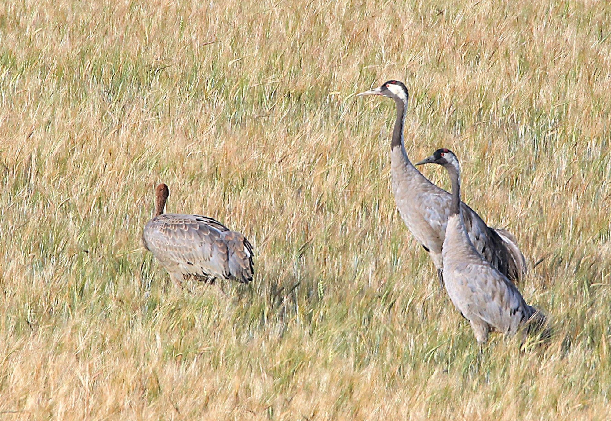 Valokuvaaja: Irja Lehtinen Valokuvaaja: Irja Lehtinen