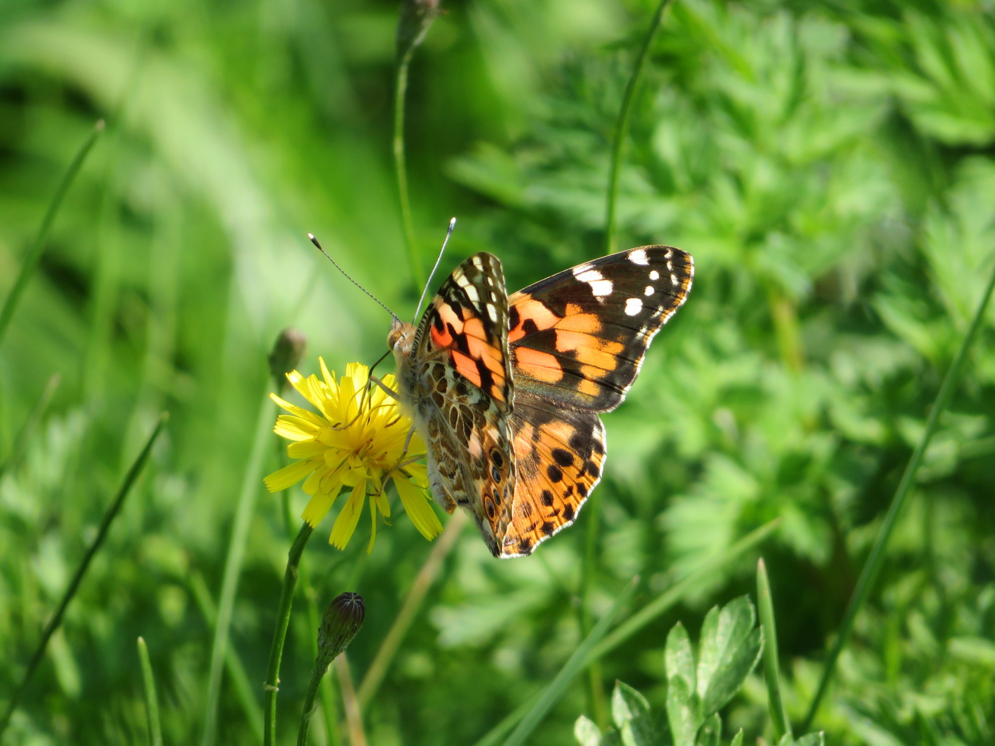 Valokuvaaja: Risto Kangassalo