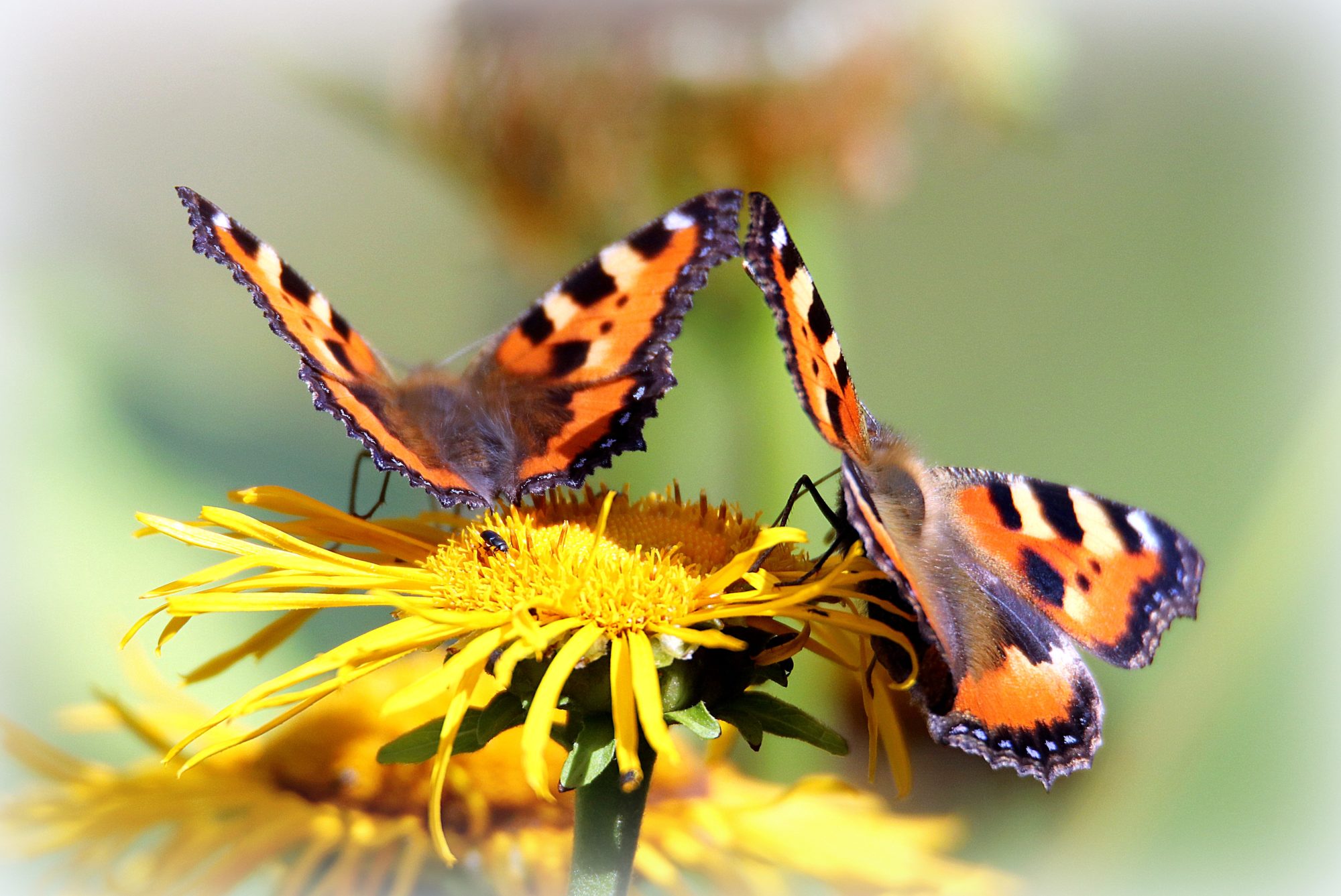 Valokuvaaja: Irja Lehtinen