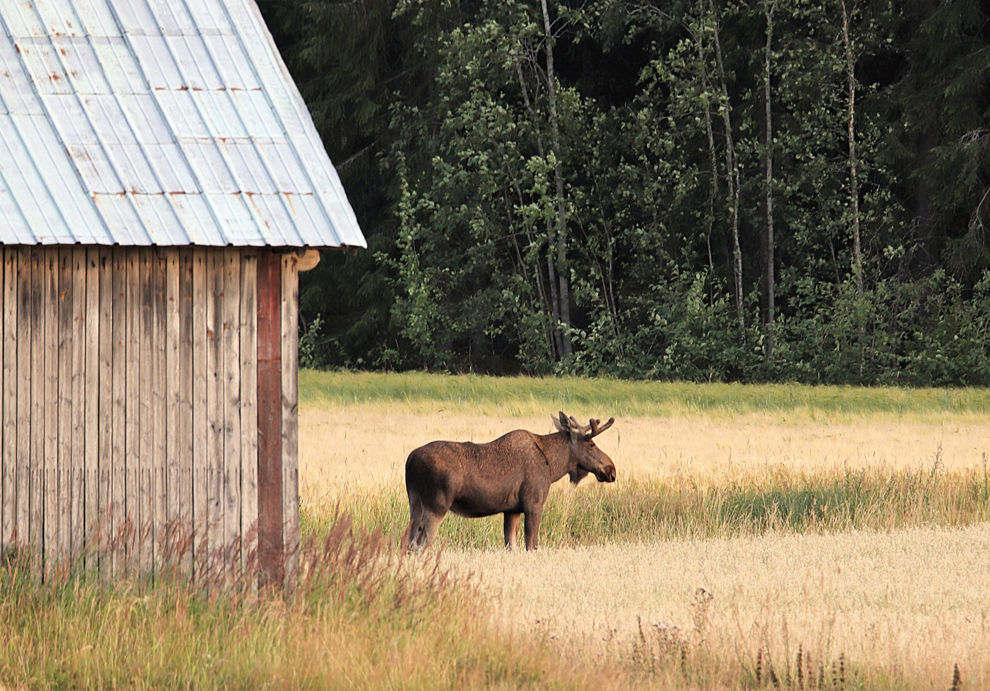 Valokuvaaja: Irja Lehtinen Valokuvaaja: Irja Lehtinen