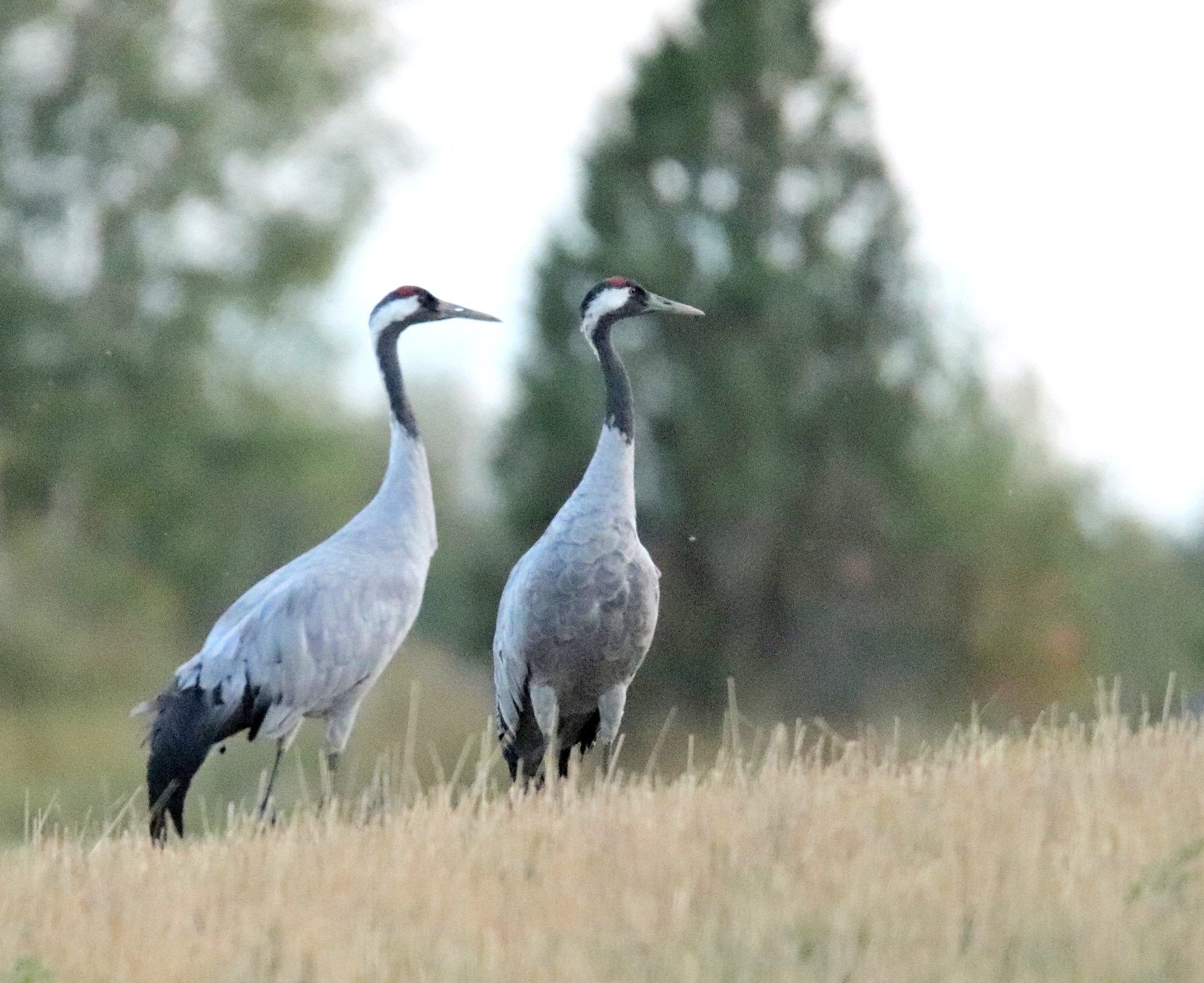 Valokuvaaja: Irja Lehtinen