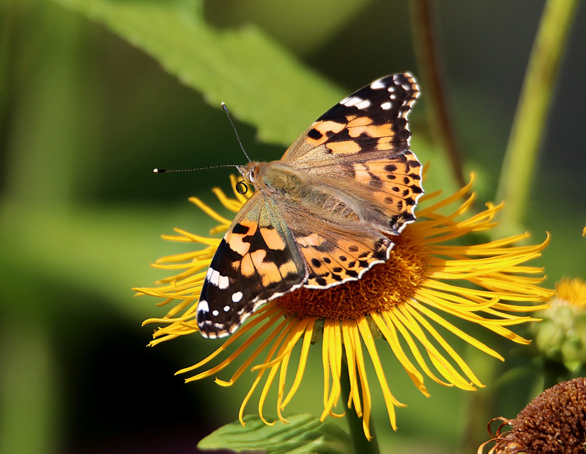 Valokuvaaja: Irja Lehtinen