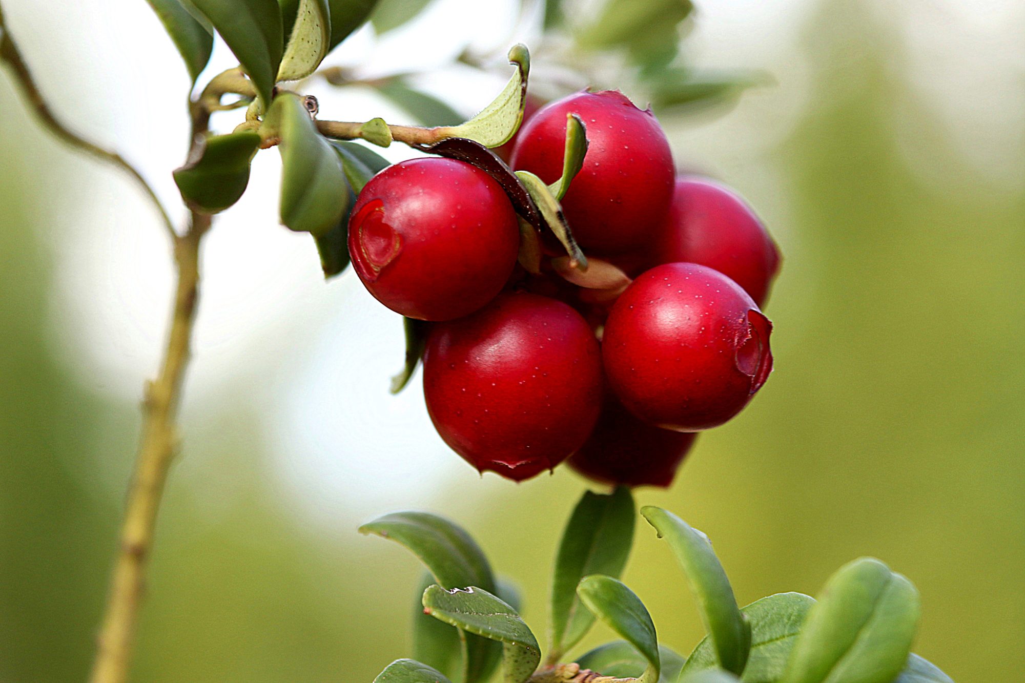 Valokuvaaja: Irja Lehtinen