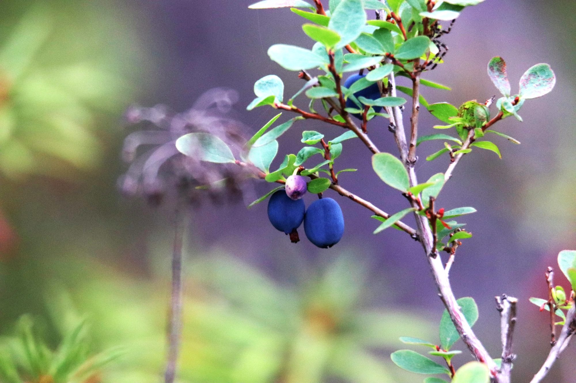 Valokuvaaja: Irja Lehtinen