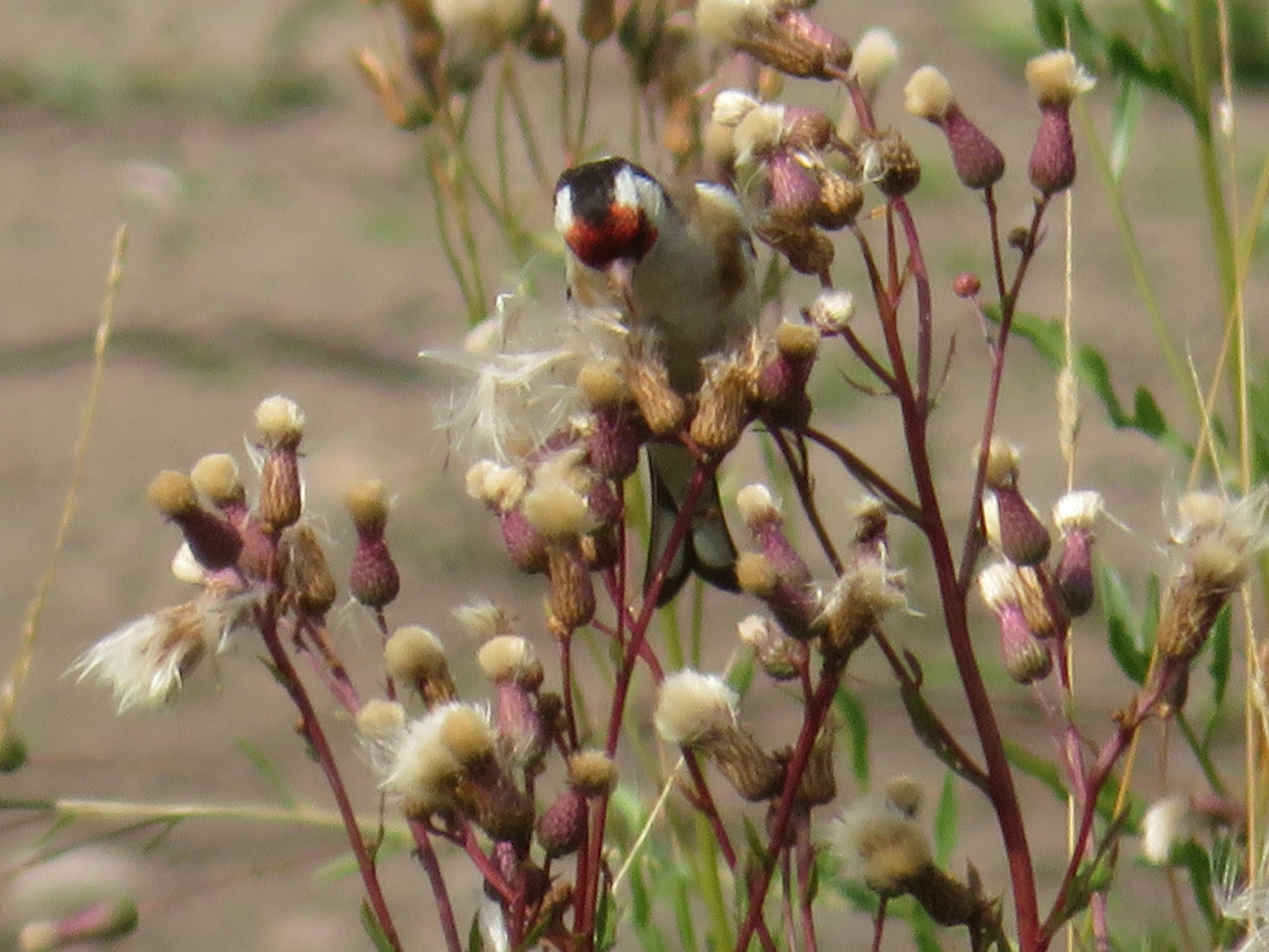 Valokuvaaja: Risto Kangassalo
