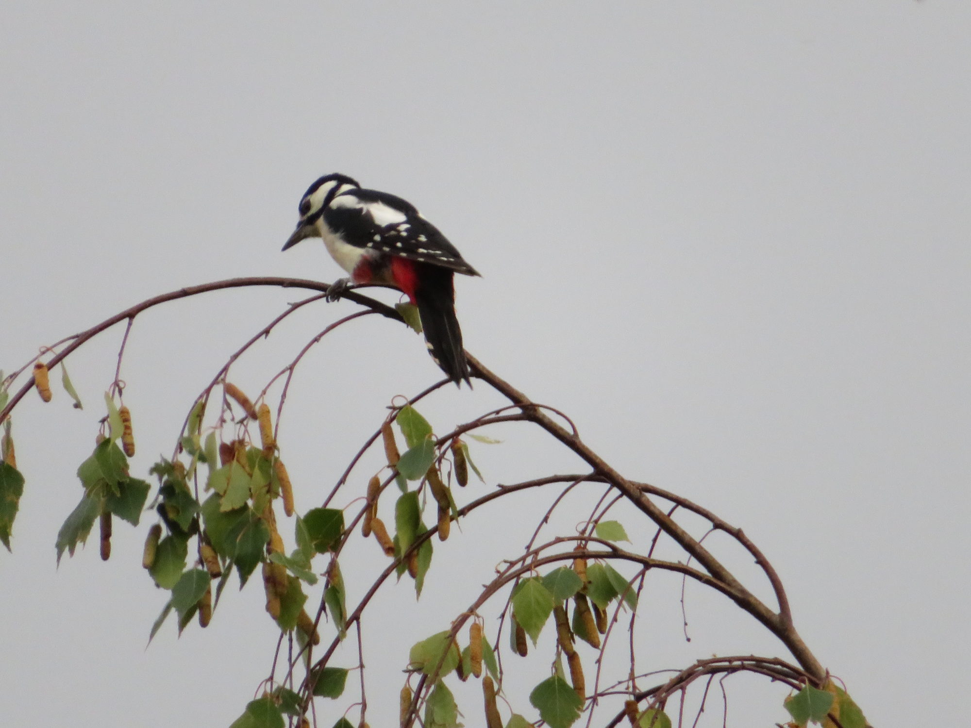 Valokuvaaja: Risto Kangassalo Valokuvaaja: Risto Kangassalo