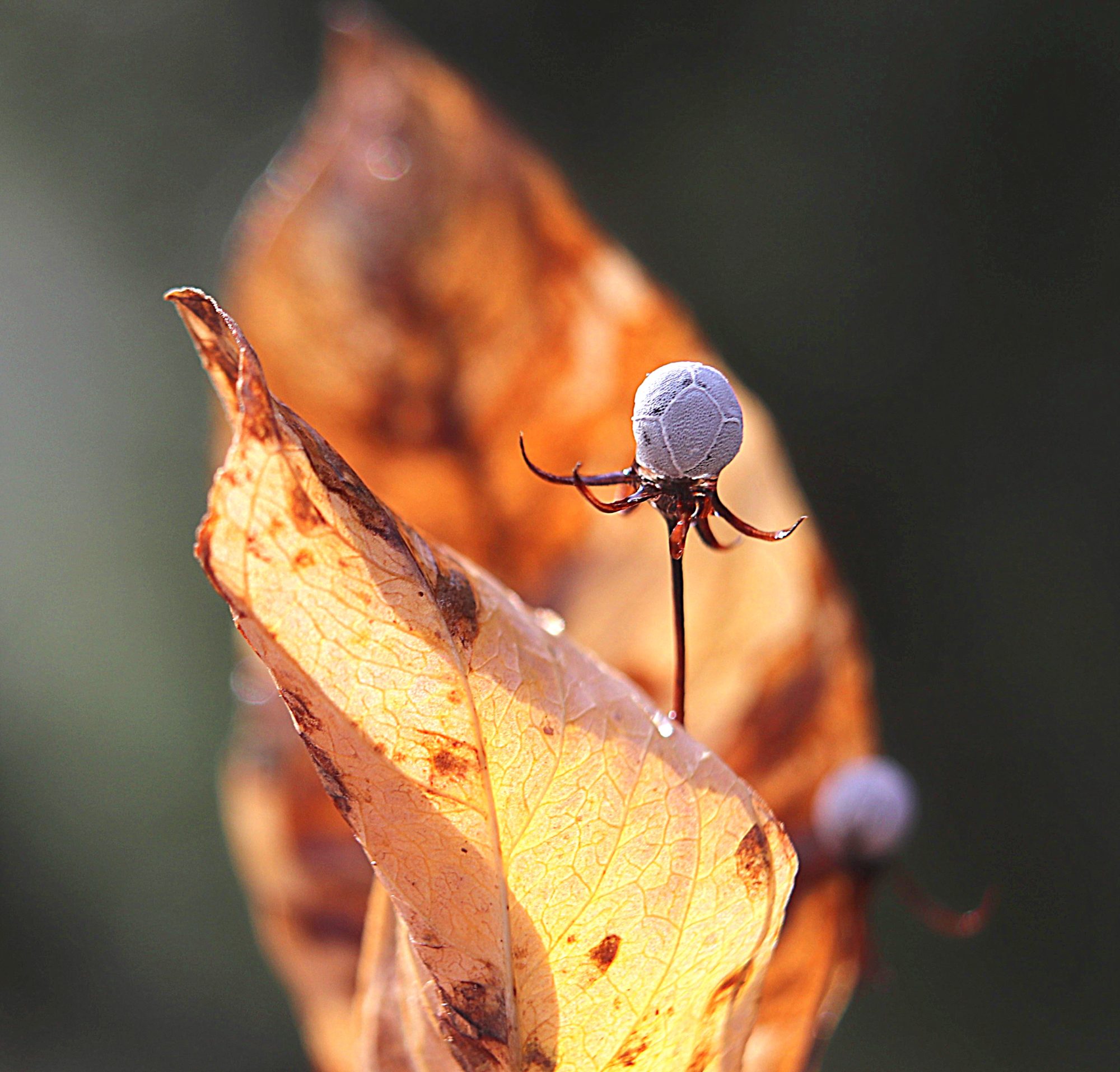 Valokuvaaja: Irja Lehtinen