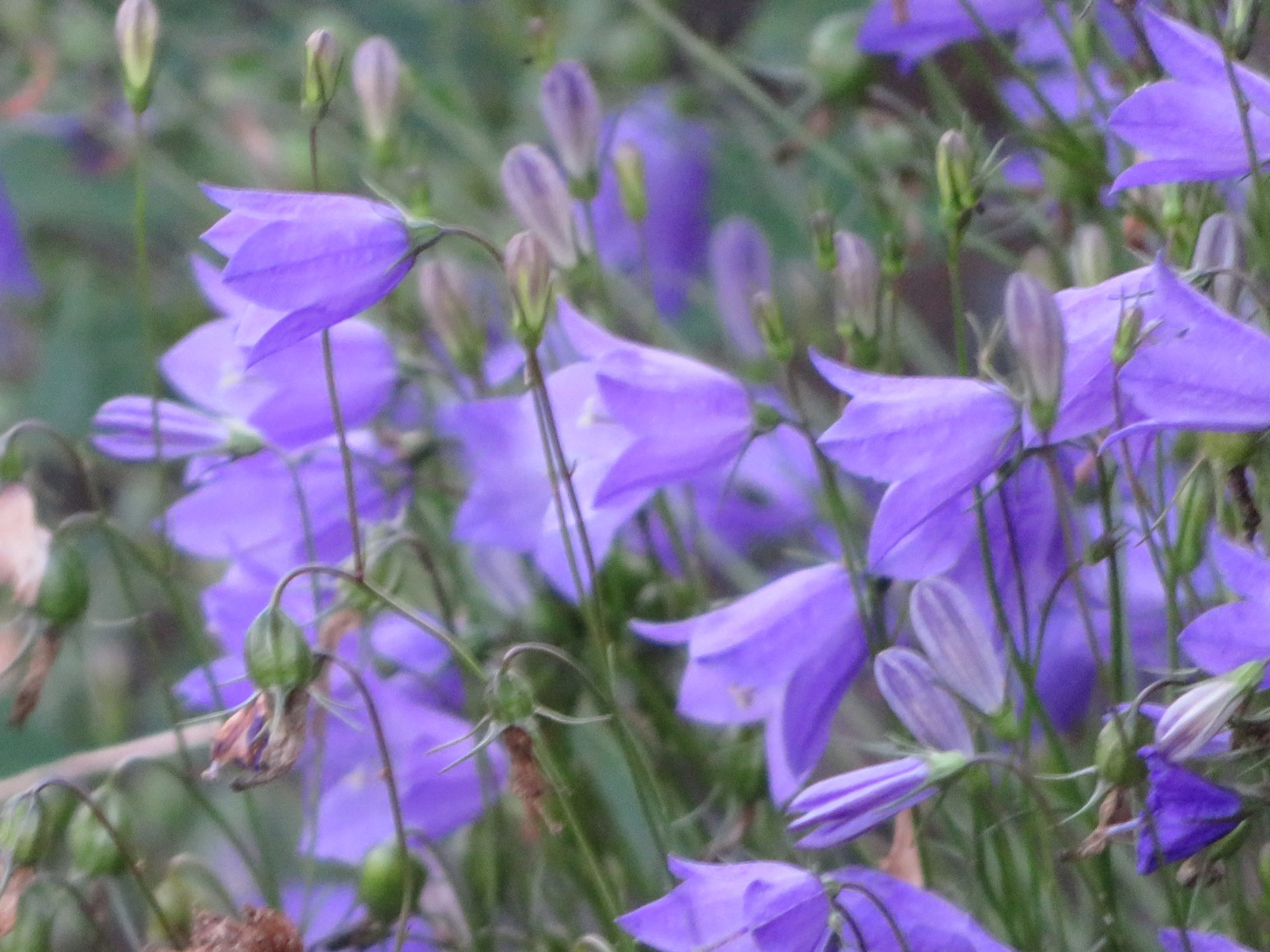 Valokuvaaja: Risto Kangassalo