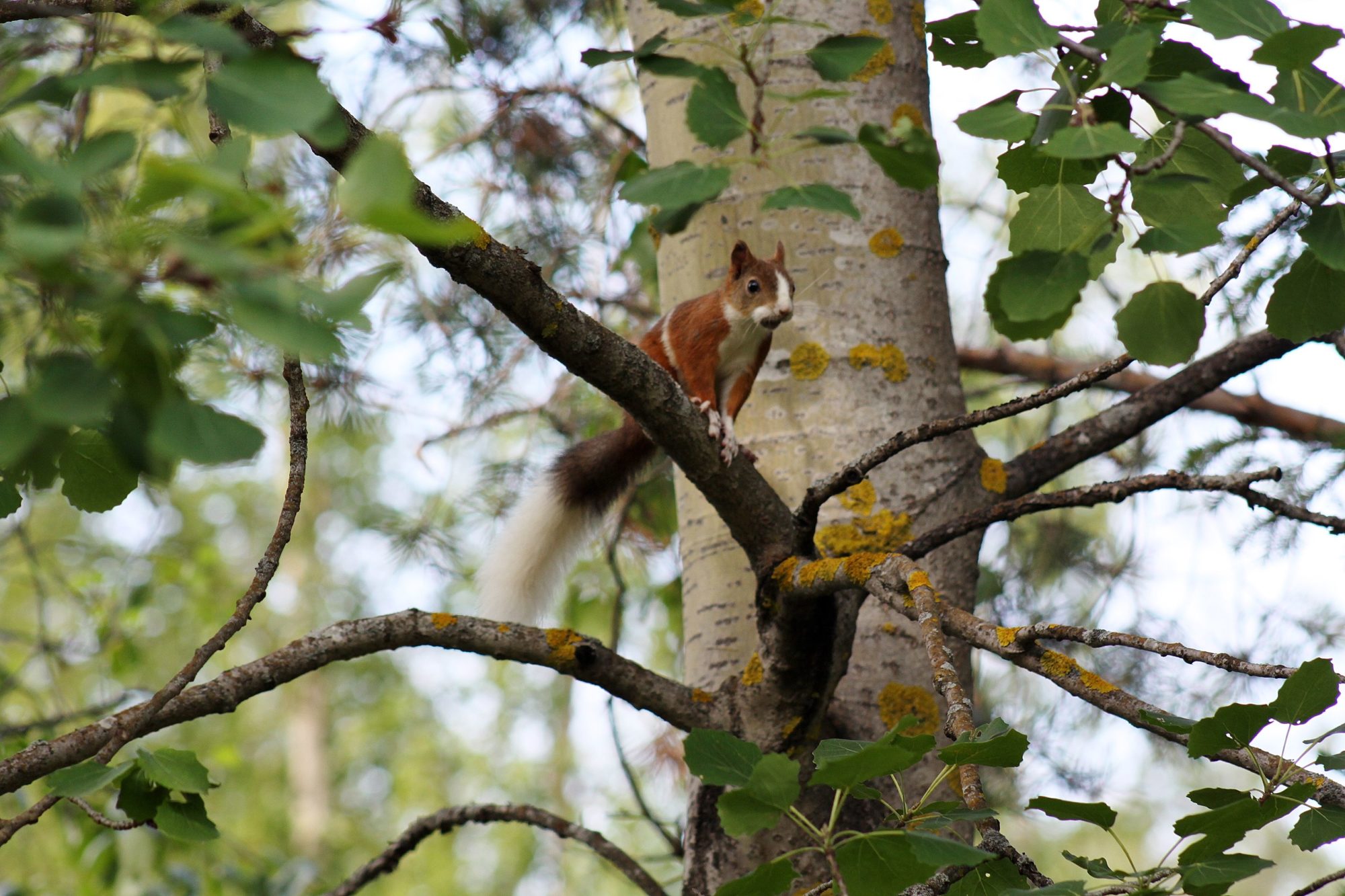 Valokuvaaja: Pirkko Siukonen