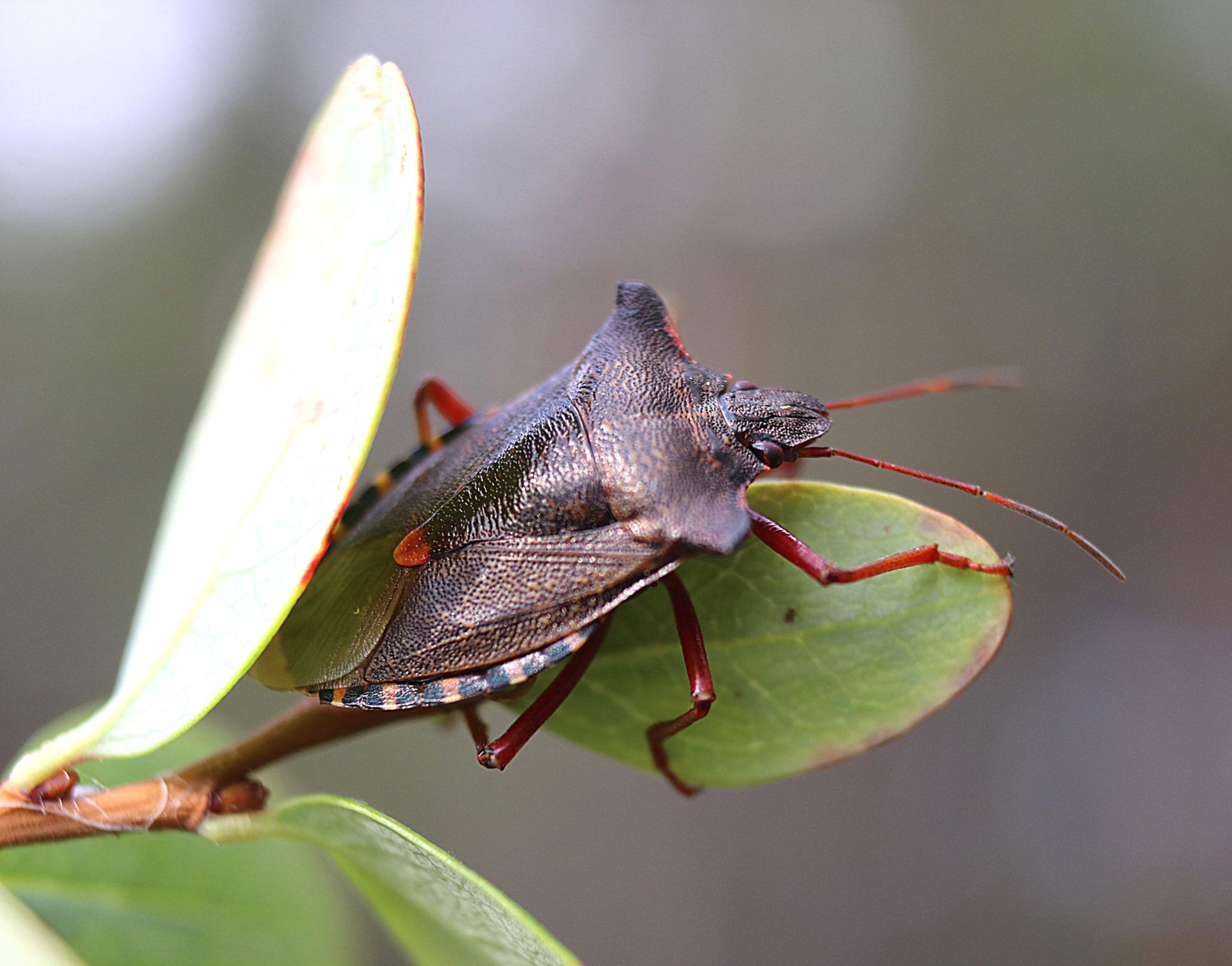 Valokuvaaja: Irja Lehtinen