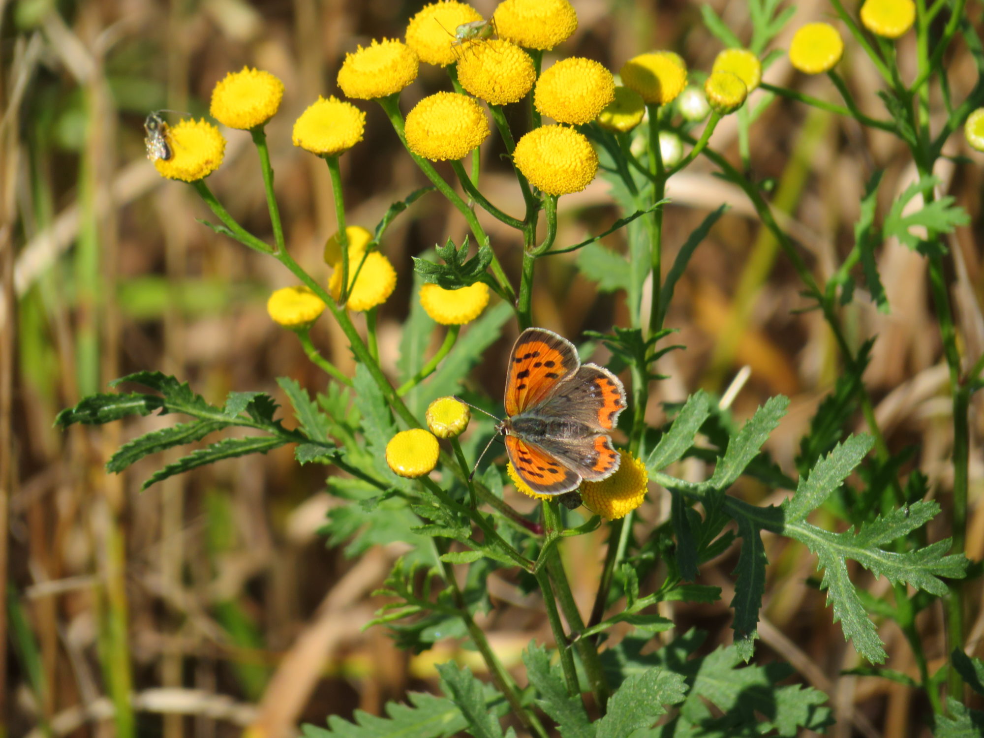Valokuvaaja: Risto Kangassalo