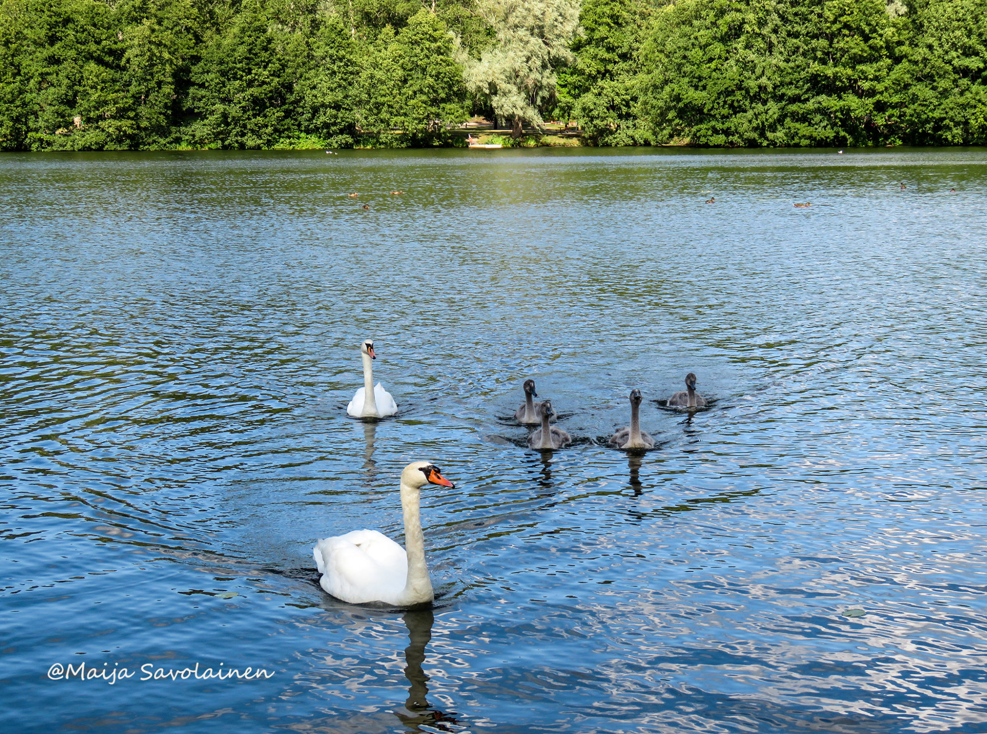 Valokuvaaja: Maija Savolainen