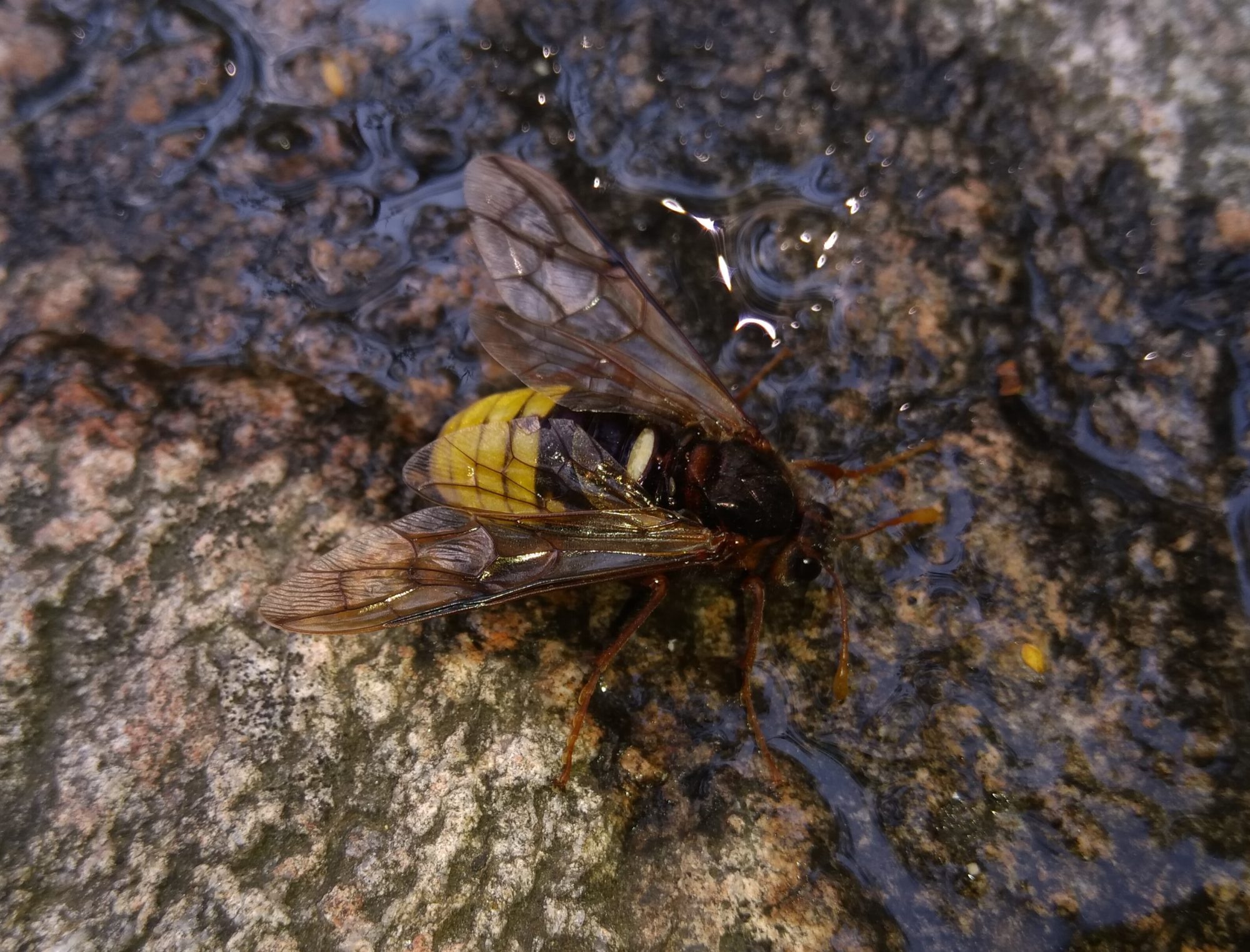 Valokuvaaja: TIMO JÄRVINEN