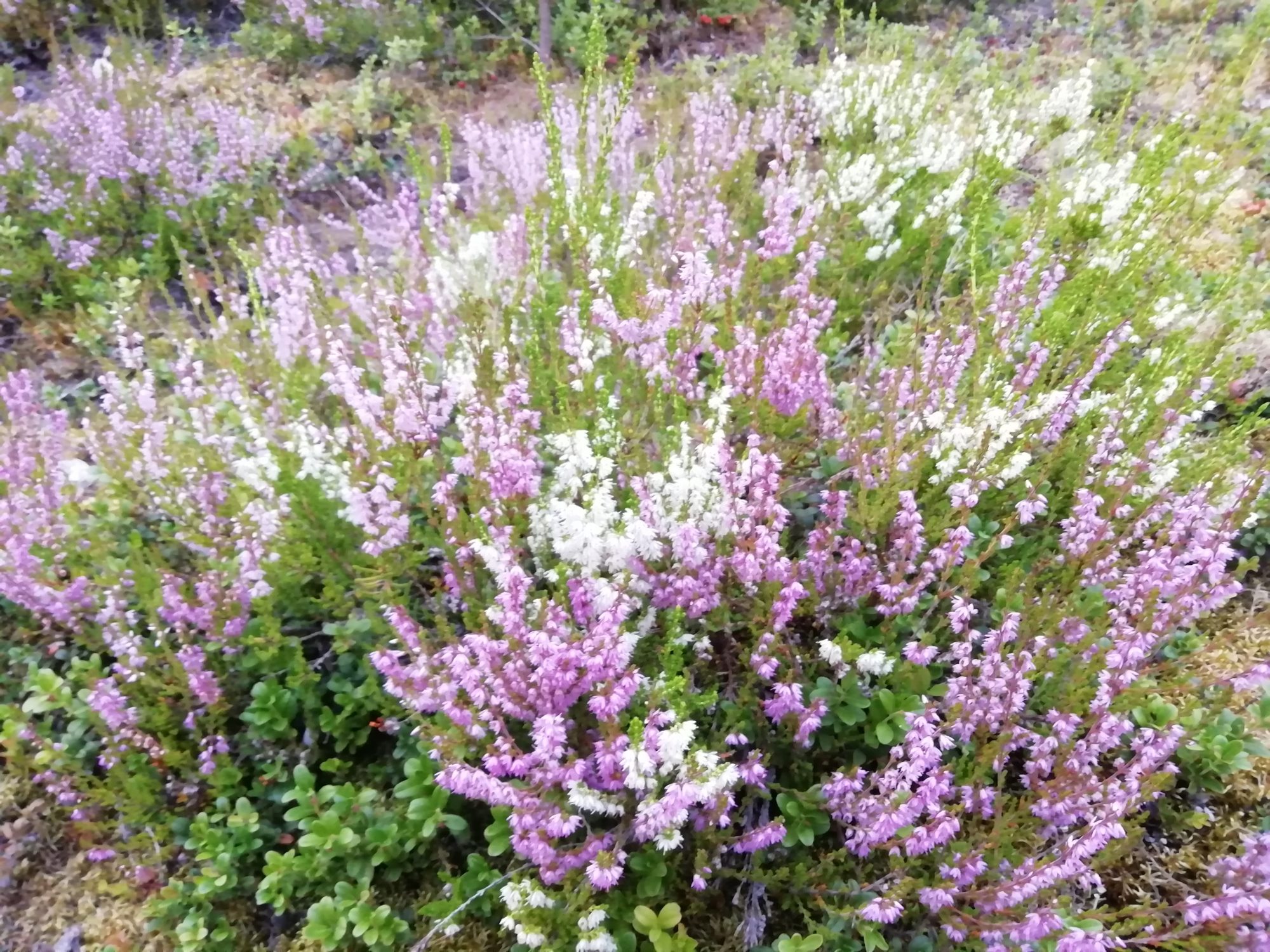 Valokuvaaja: Marjo Myller