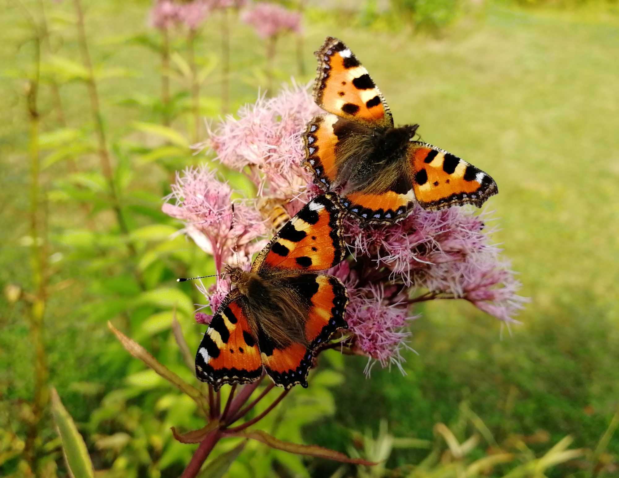 Valokuvaaja: Minna T