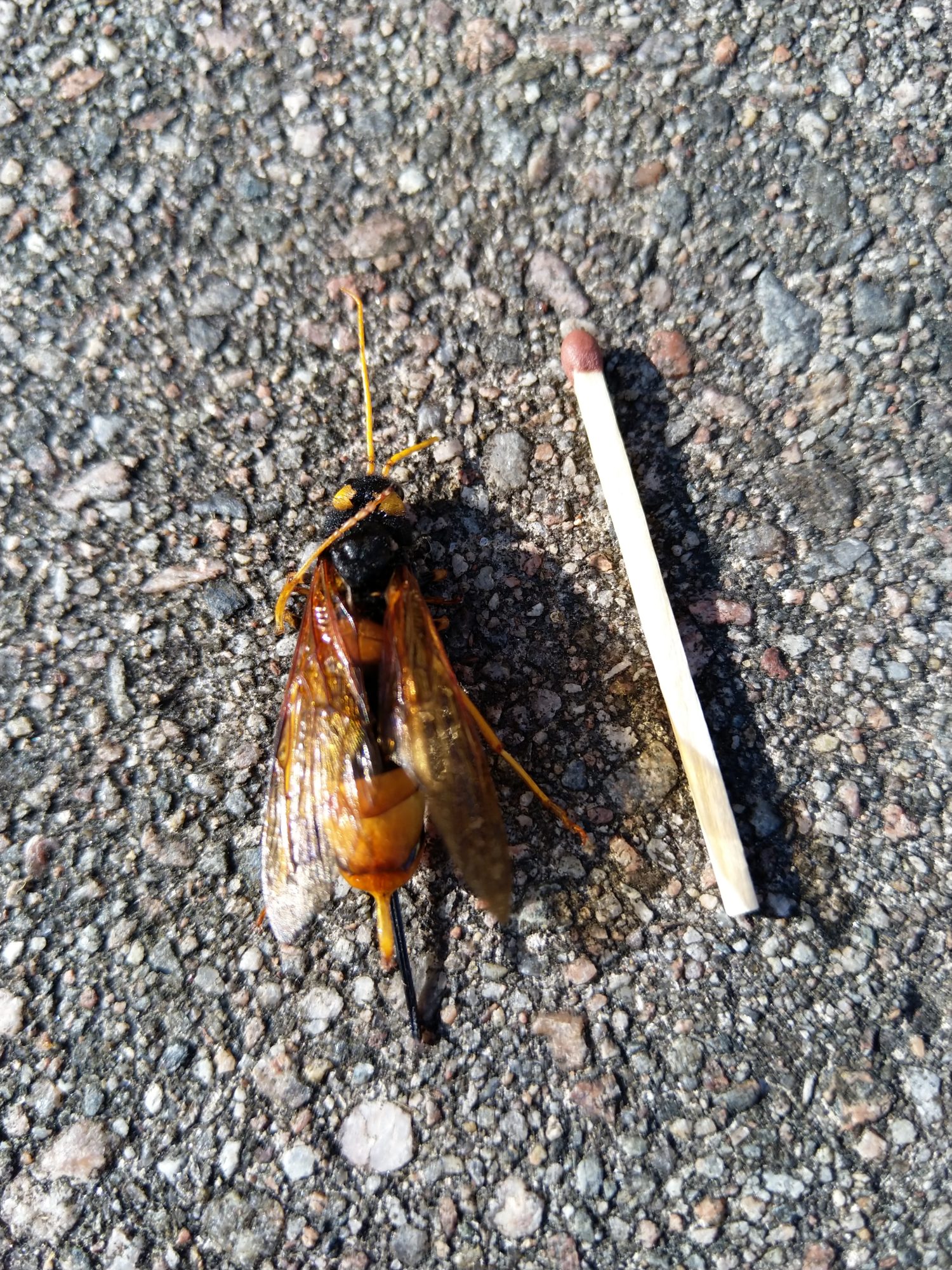 Valokuvaaja: Hannu Meriranta