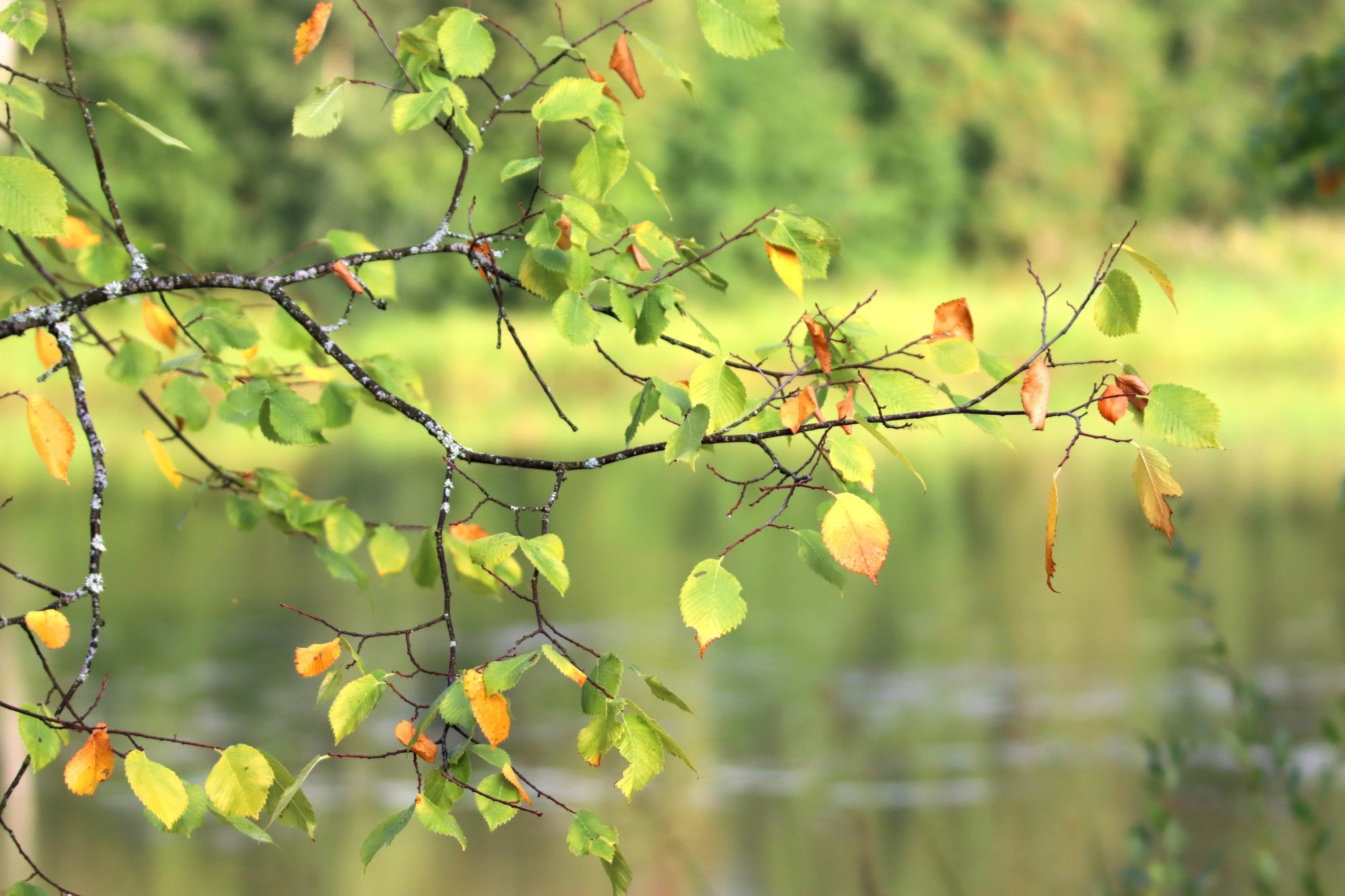 Valokuvaaja: Irja Lehtinen