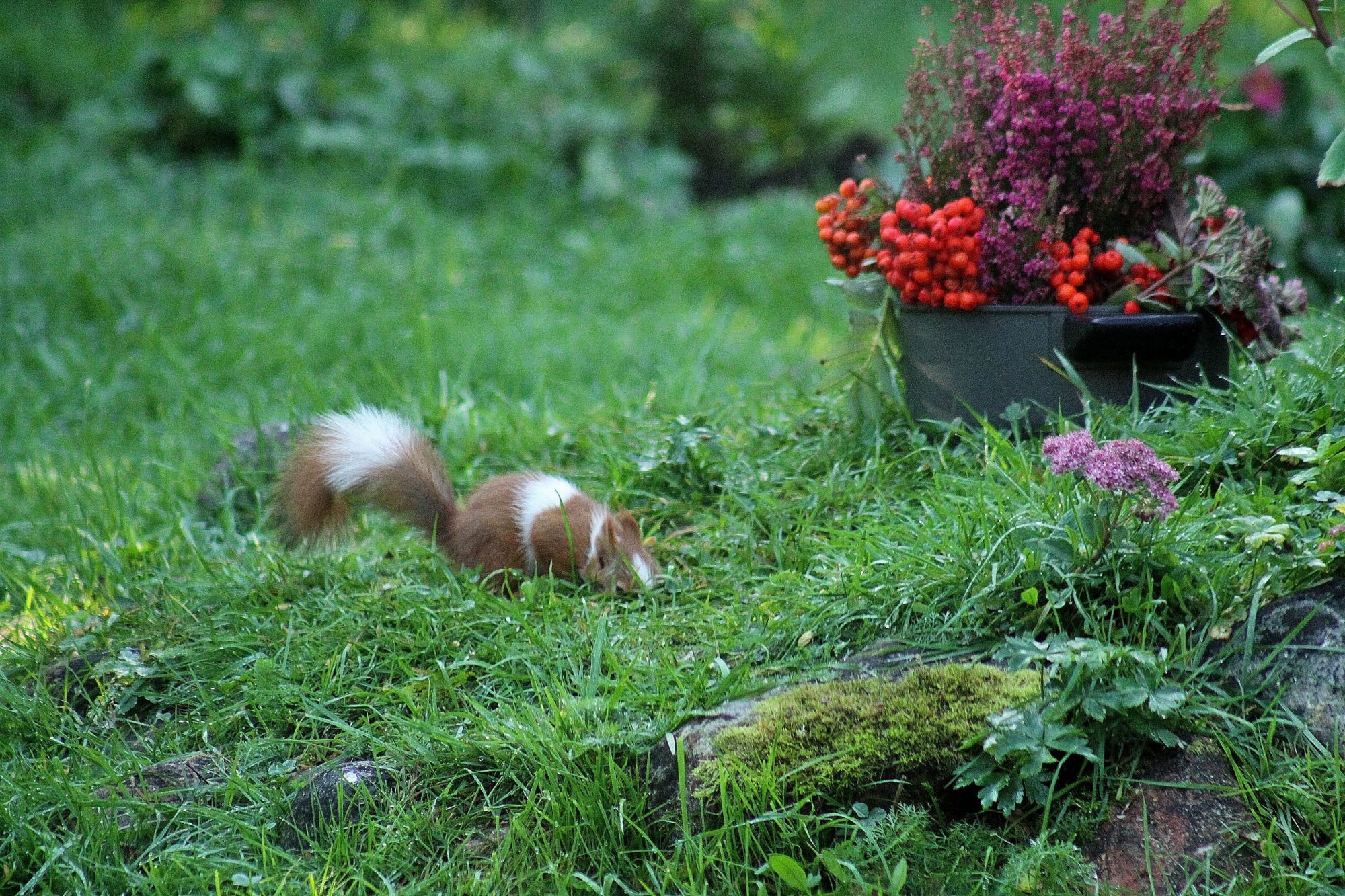 Valokuvaaja: Pirkko Siukonen Valokuvaaja: Pirkko Siukonen