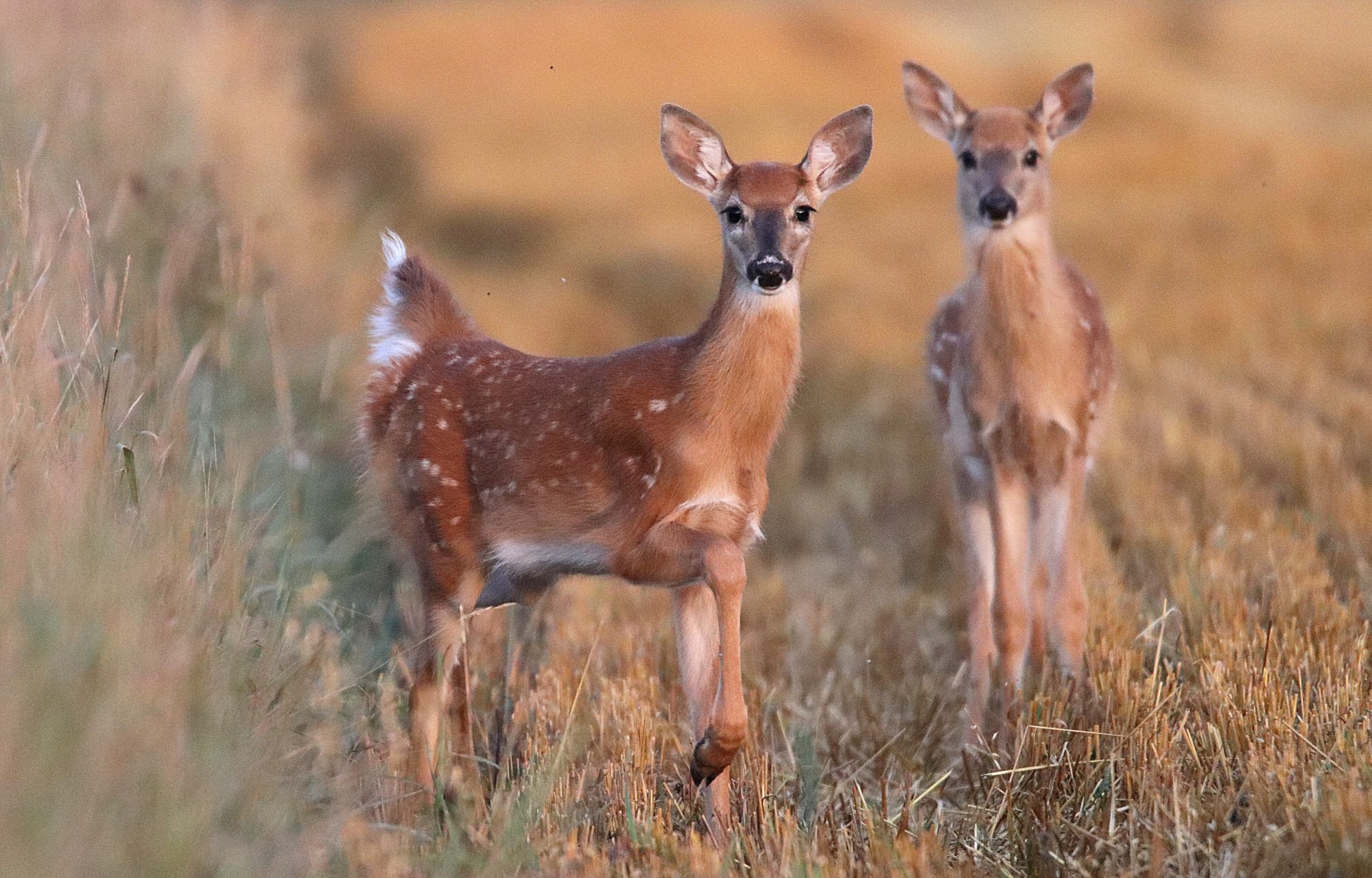 Valokuvaaja: Irja Lehtinen Valokuvaaja: Irja Lehtinen