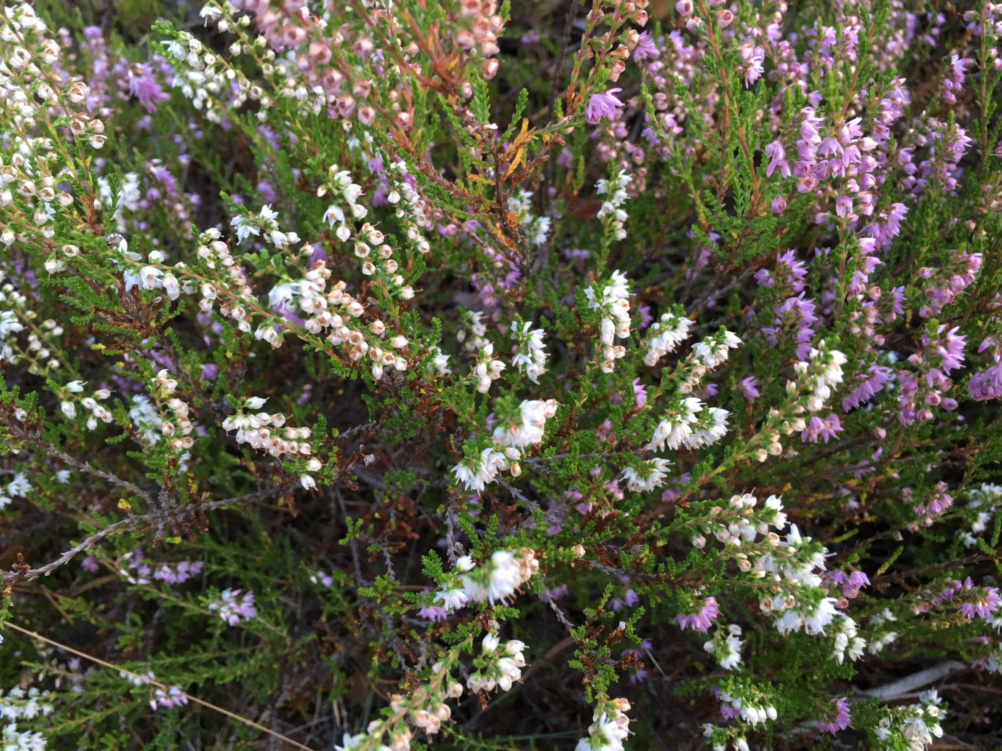 Valokuvaaja: ANNE SAARIMAA