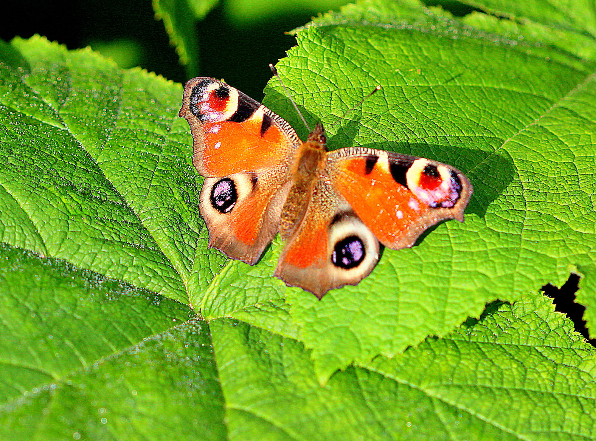 Valokuvaaja: sirpa jyske