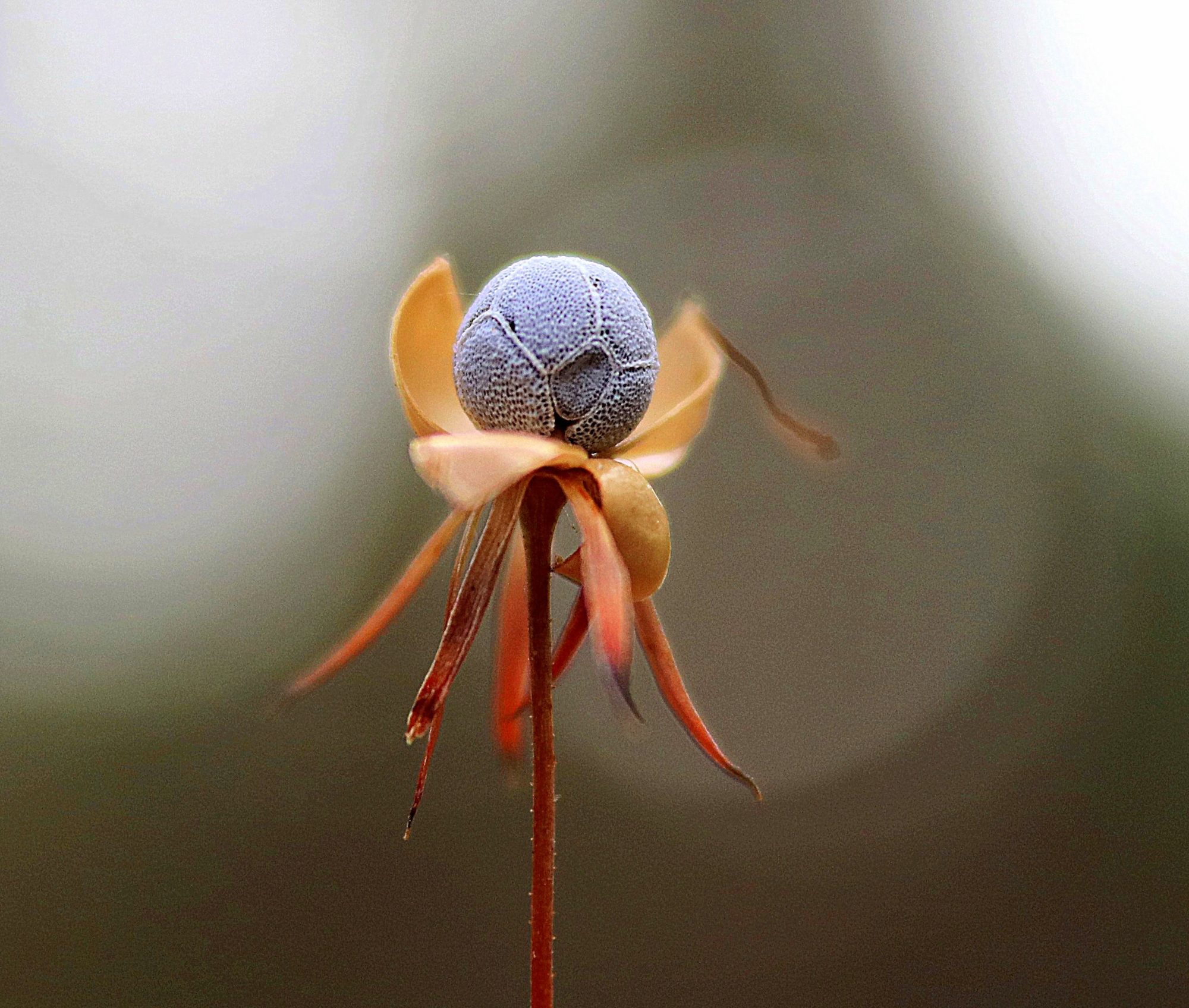 Valokuvaaja: Irja Lehtinen
