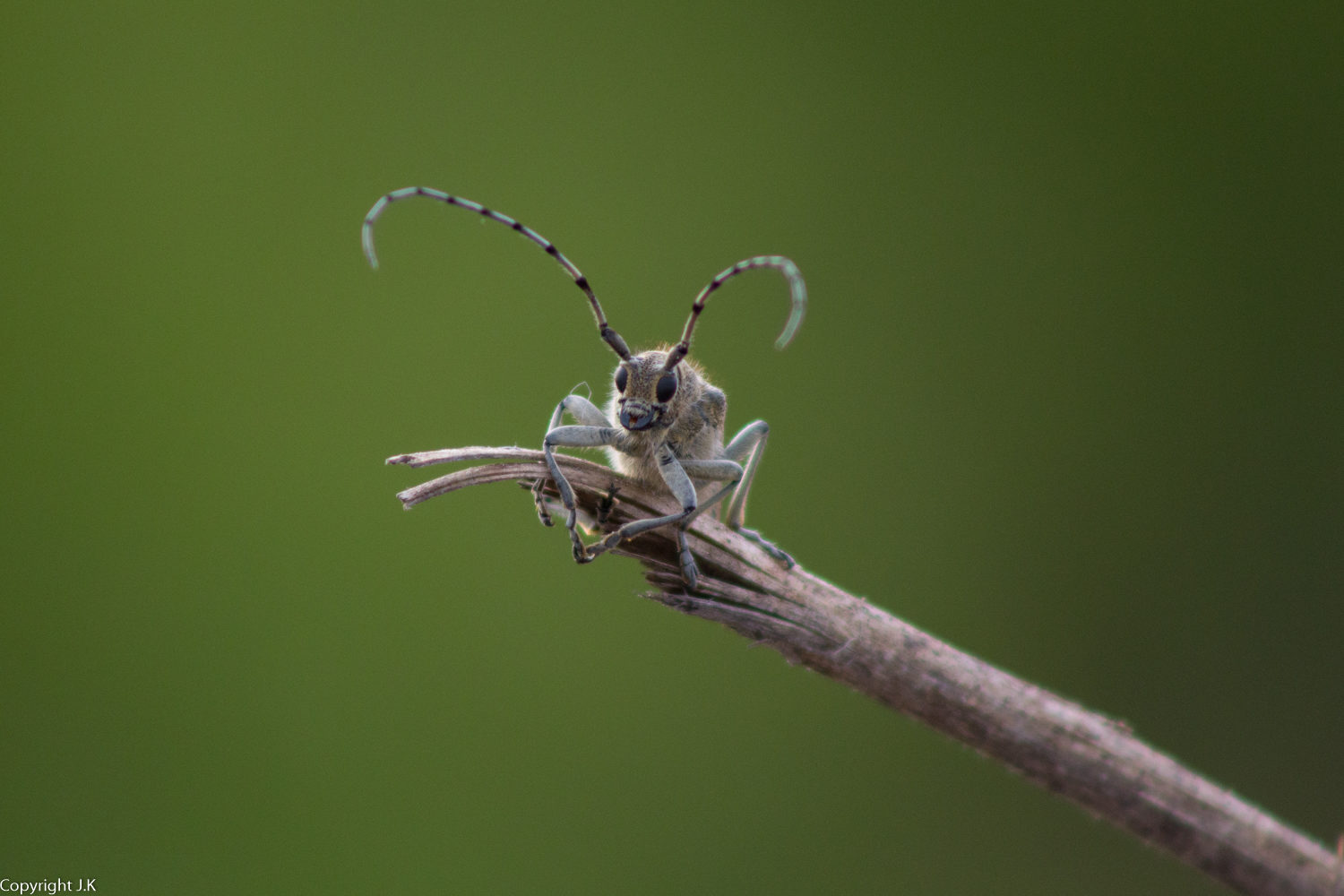 Valokuvaaja: Johanna Kujala