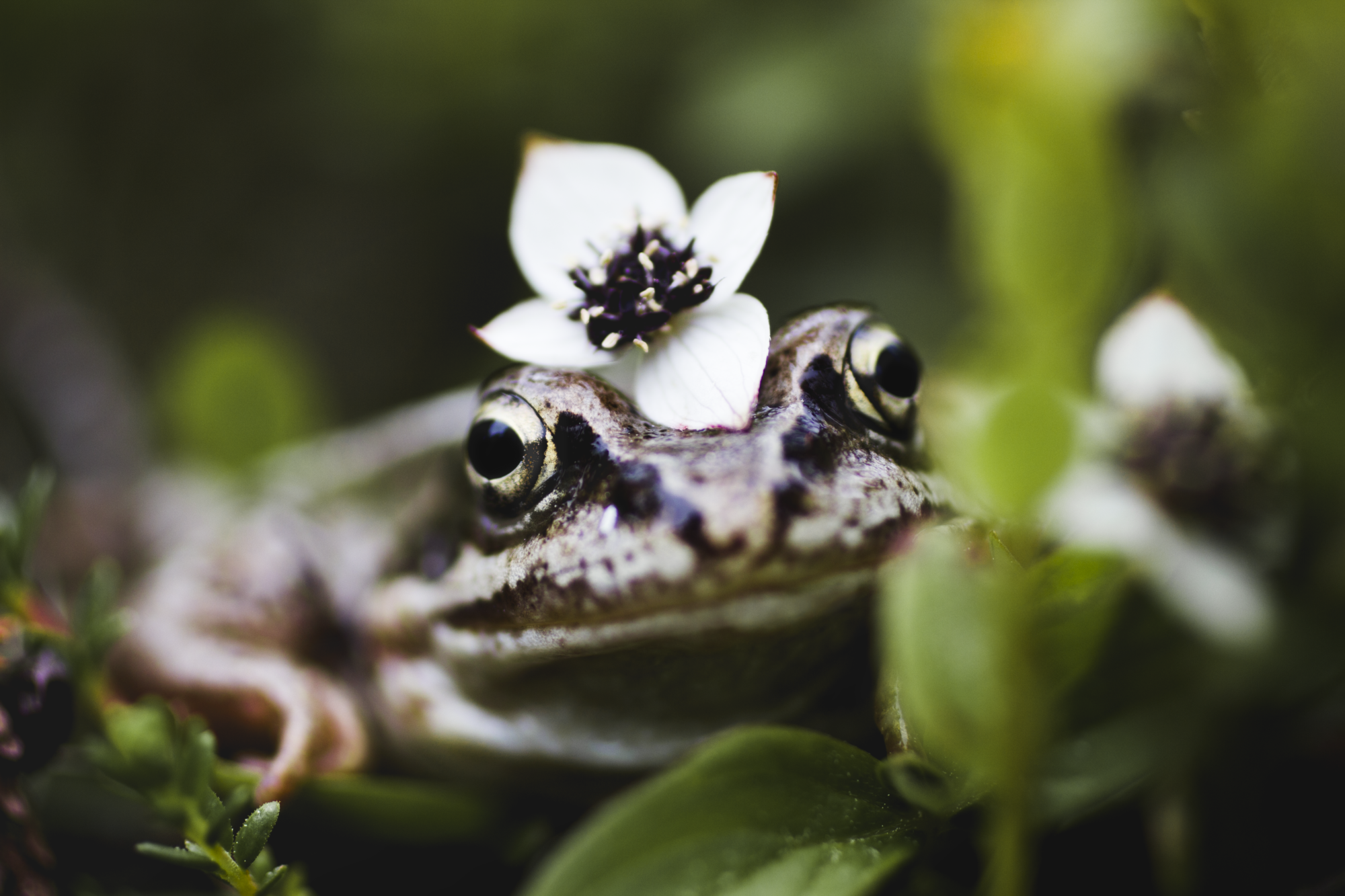 Valokuvaaja: Emma Komi Valokuvaaja: Emma Komi