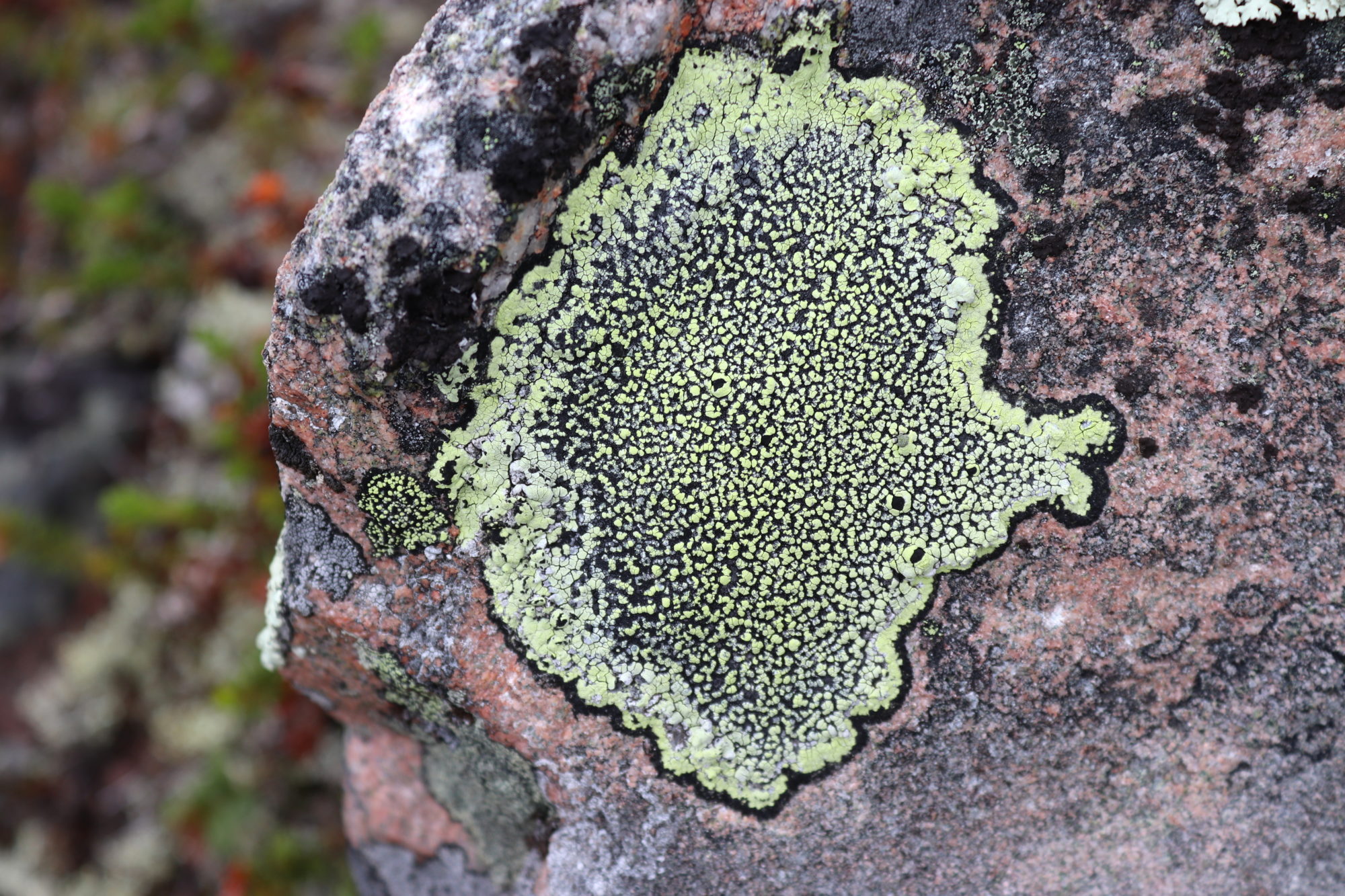 Valokuvaaja: Irja Lehtinen Valokuvaaja: Irja Lehtinen