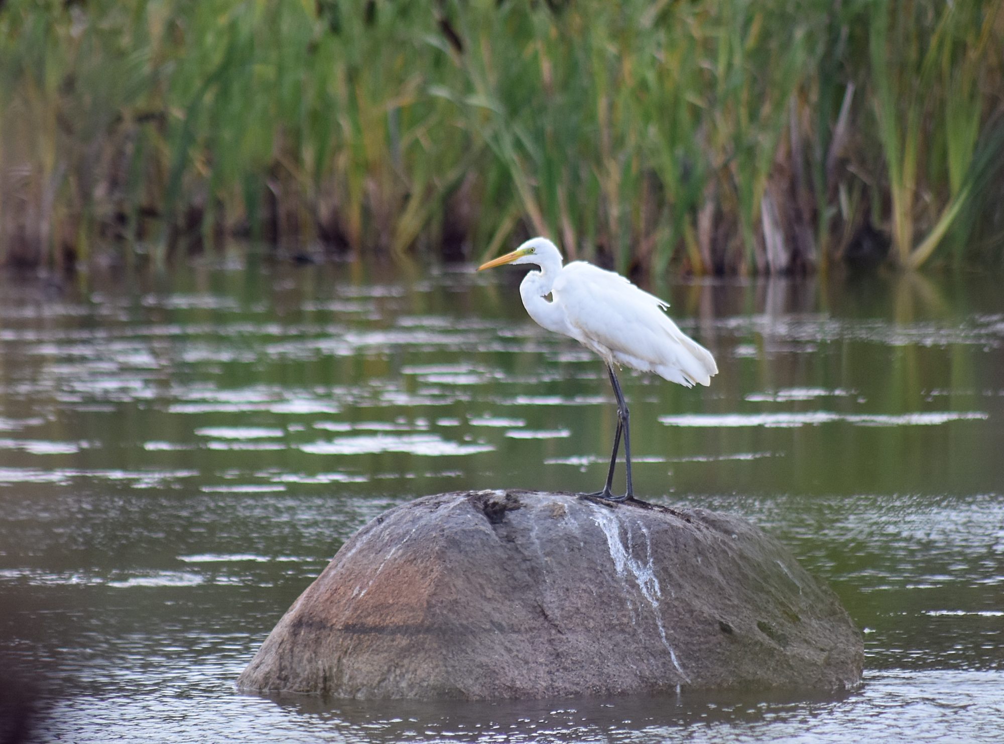 Valokuvaaja: Kati Wink