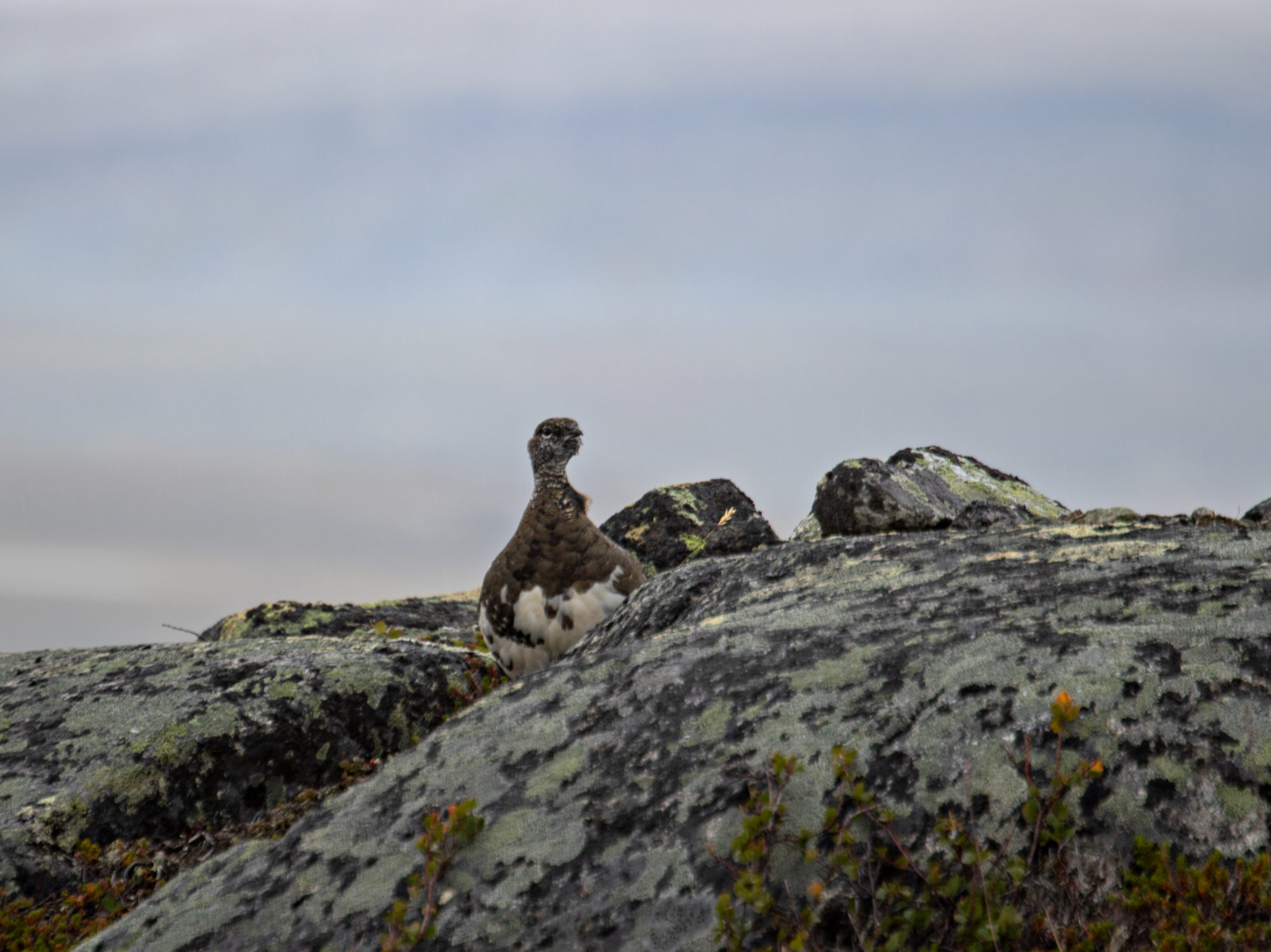 Valokuvaaja: Katri Niskanen