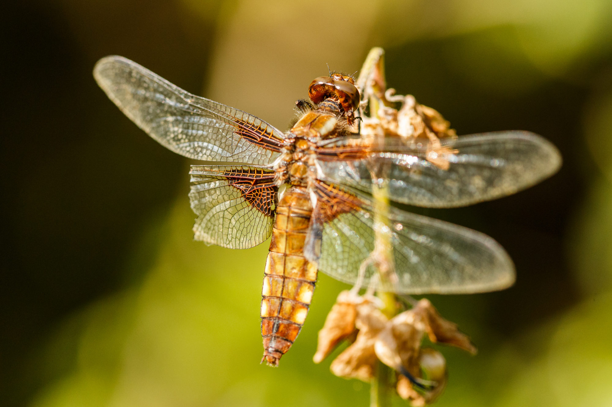 Valokuvaaja: Antti Toivanen