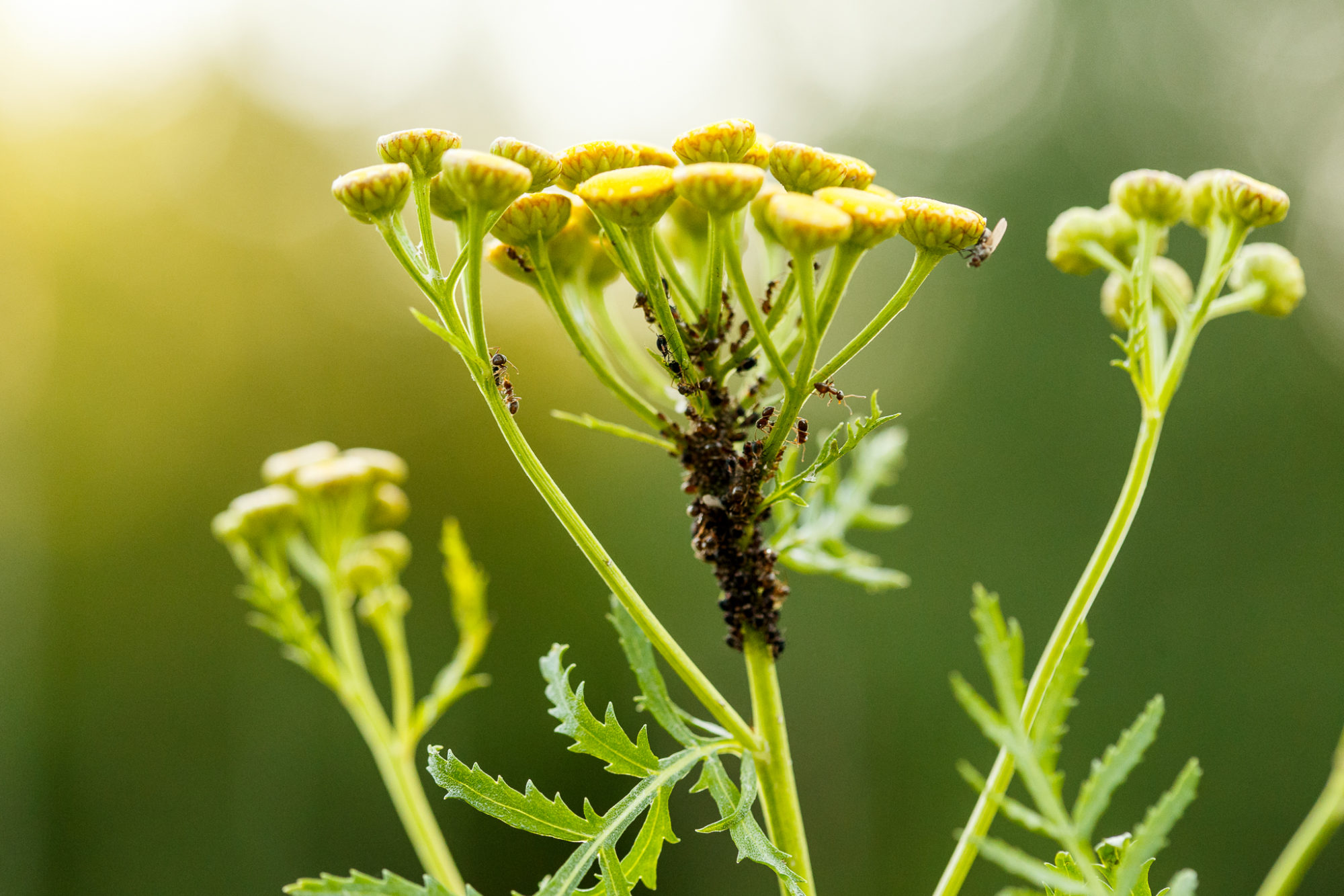 Valokuvaaja: Antti Toivanen