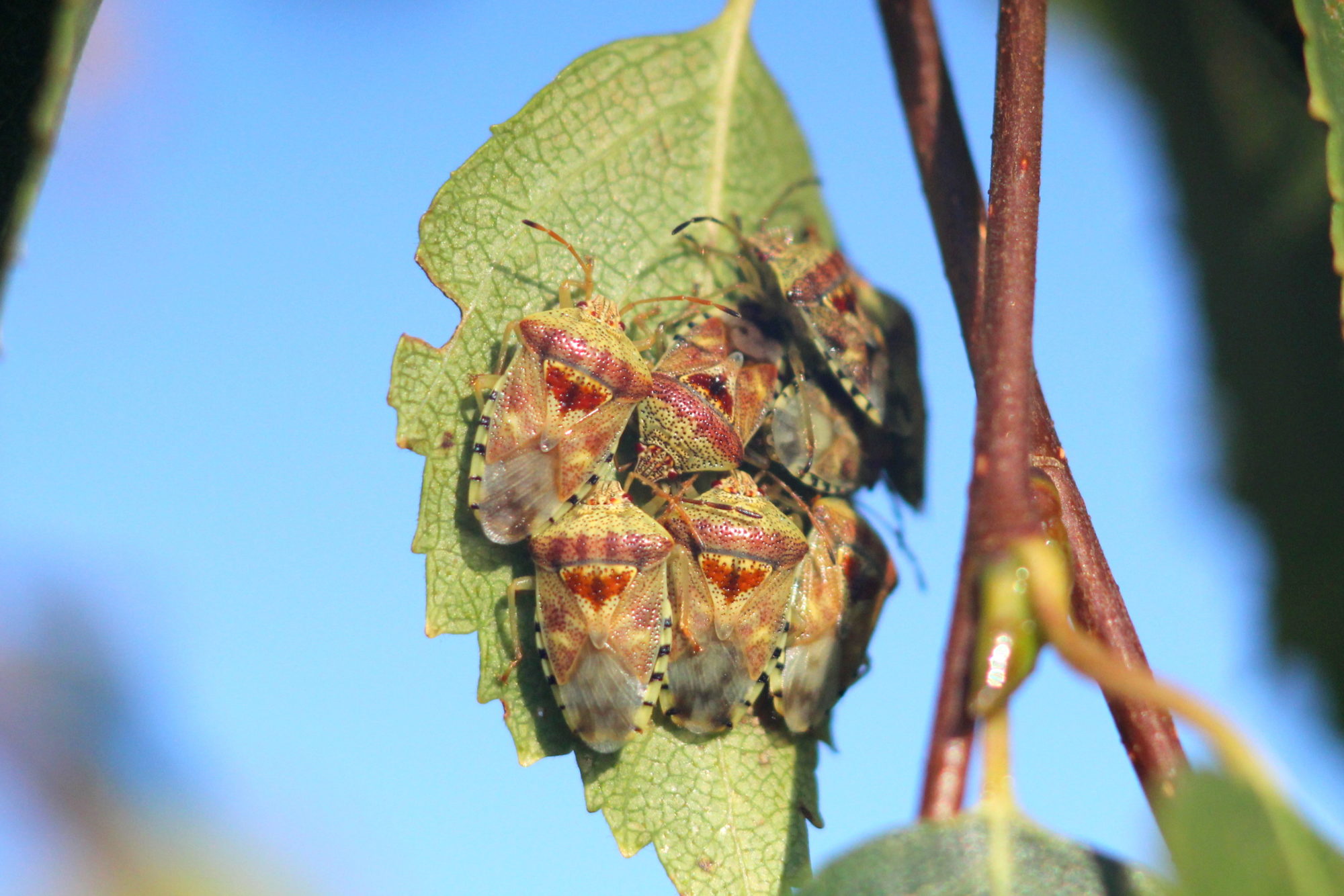 Valokuvaaja: Kaarlo Asikainen Valokuvaaja: Kaarlo Asikainen