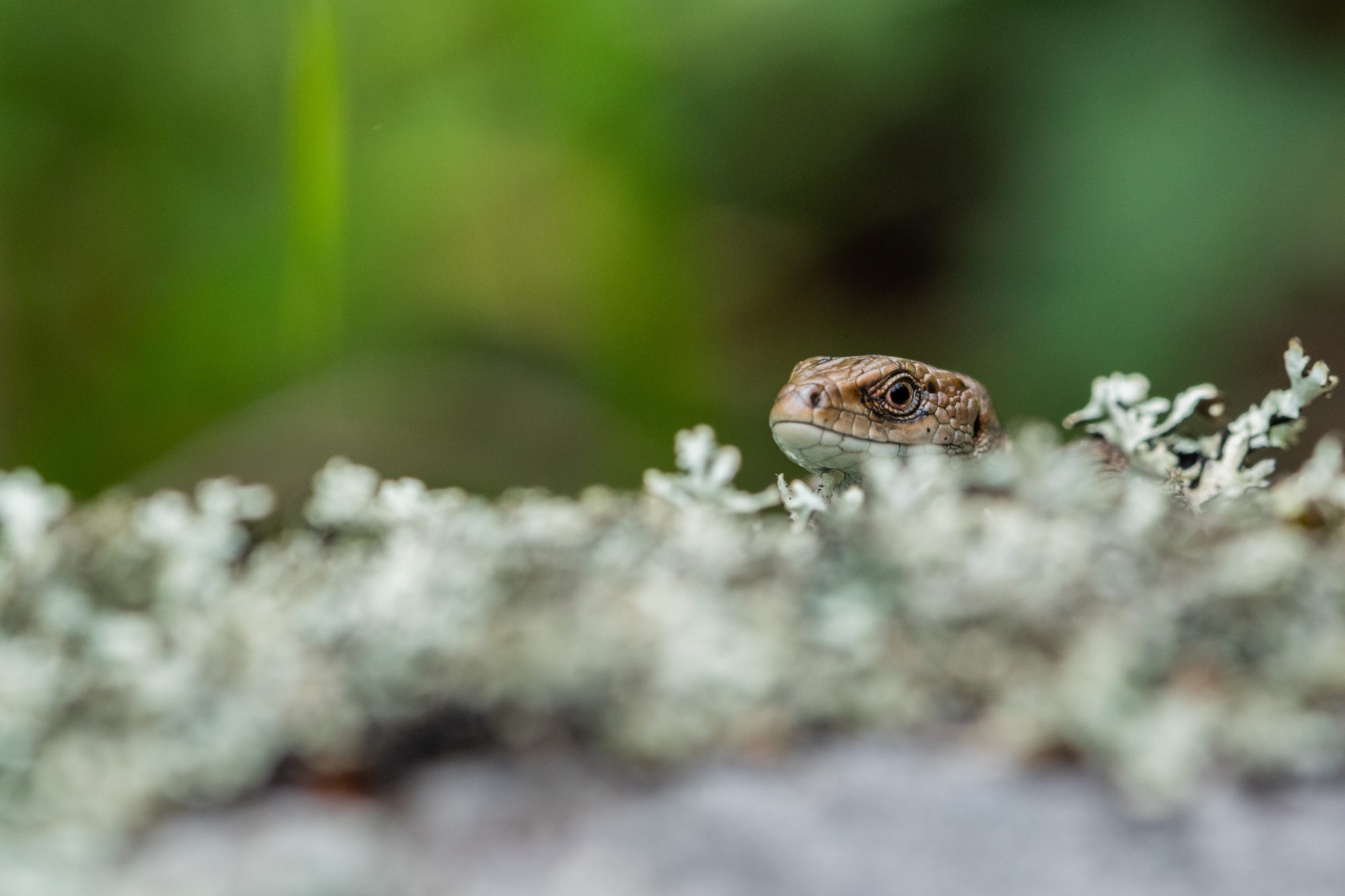 Valokuvaaja: Max Mattero