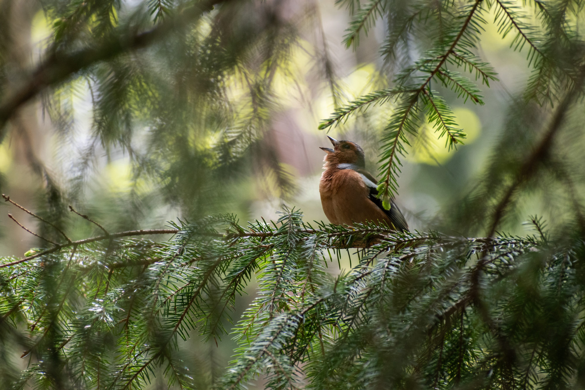 Valokuvaaja: Max Mattero